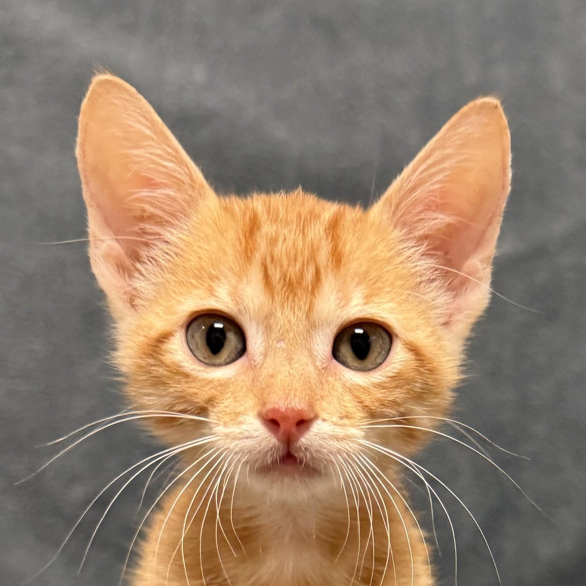 Enlarge Aurthur, a Adoptable mixed breed in Brenham, TX image 1/6