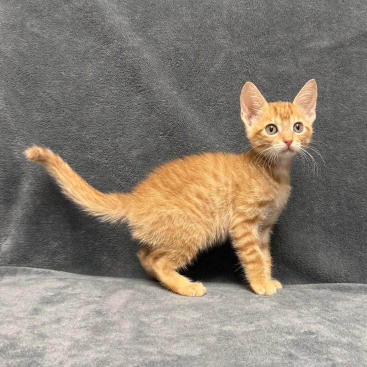 Enlarge Aurthur, a Adoptable mixed breed in Brenham, TX image 2/6