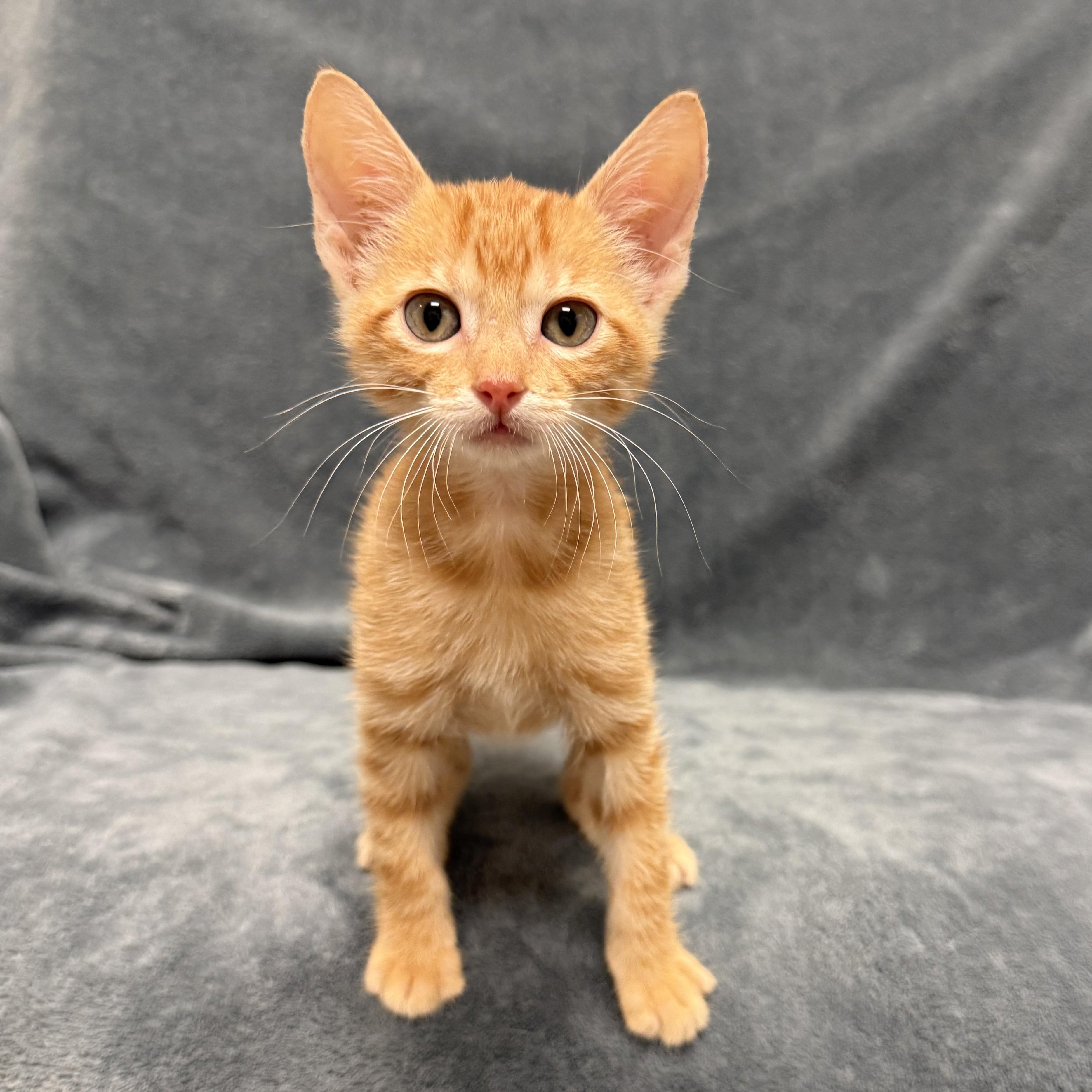 Enlarge Aurthur, a Adoptable mixed breed in Brenham, TX image 3/6