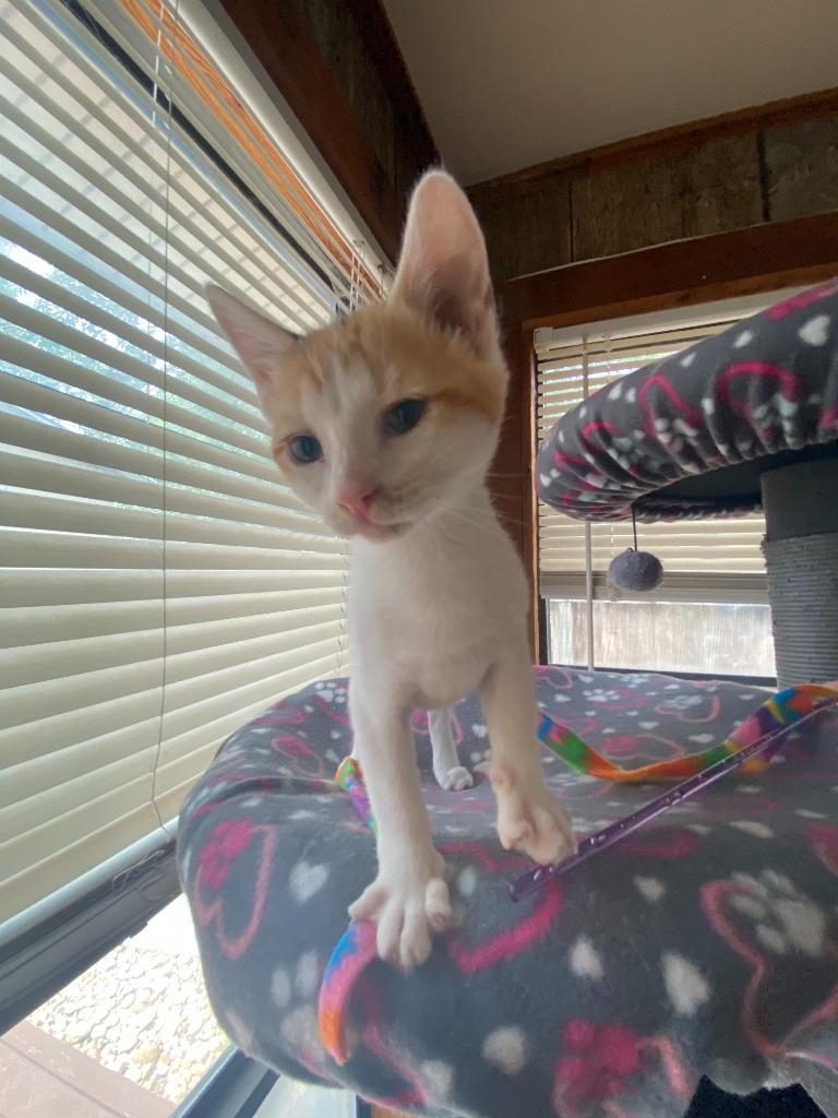 Purrsnickitty, Adoptable, Young Female Domestic Short Hair.