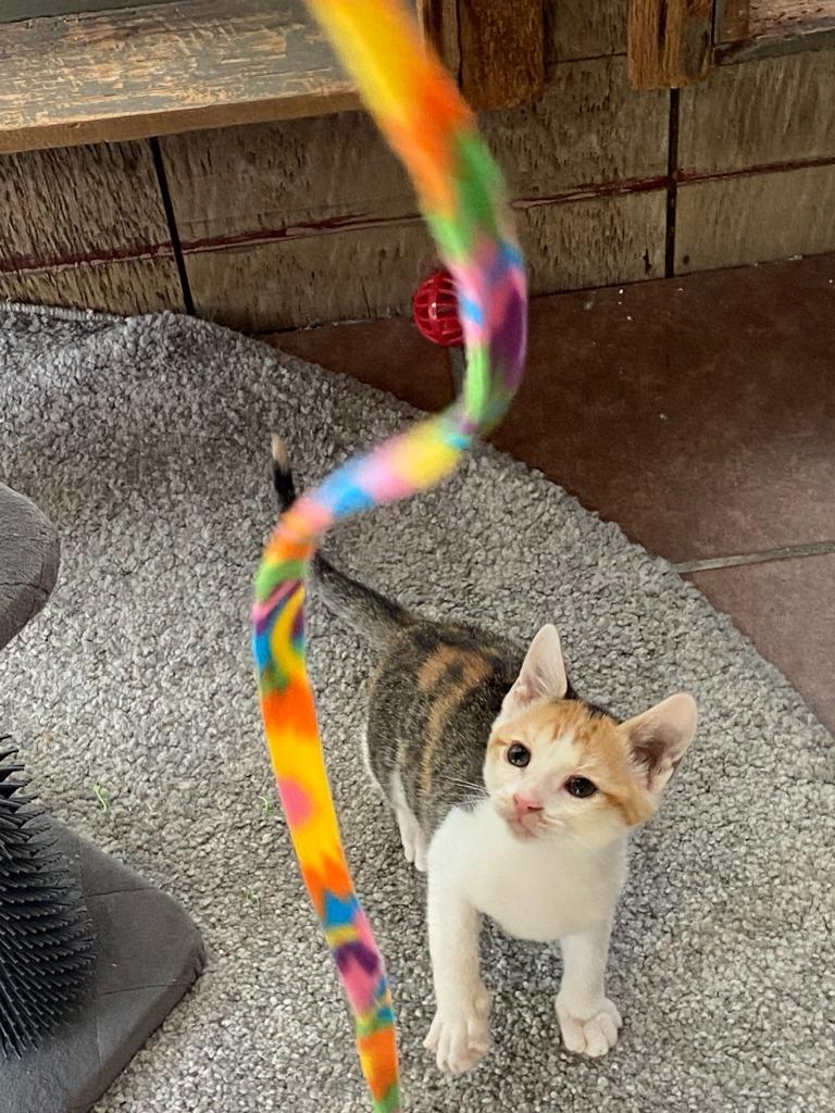 Purrsnickitty, a Adoptable Domestic Short Hair in San Antonio, TX image 2/4