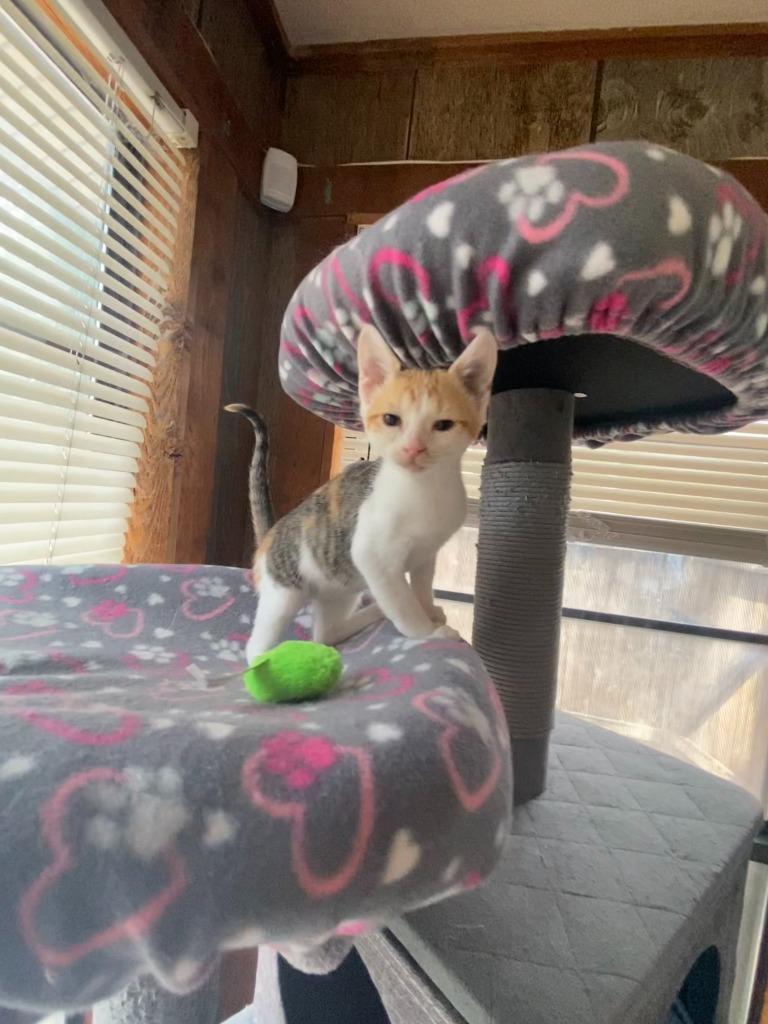 Purrsnickitty, a Adoptable Domestic Short Hair in San Antonio, TX image 3/4