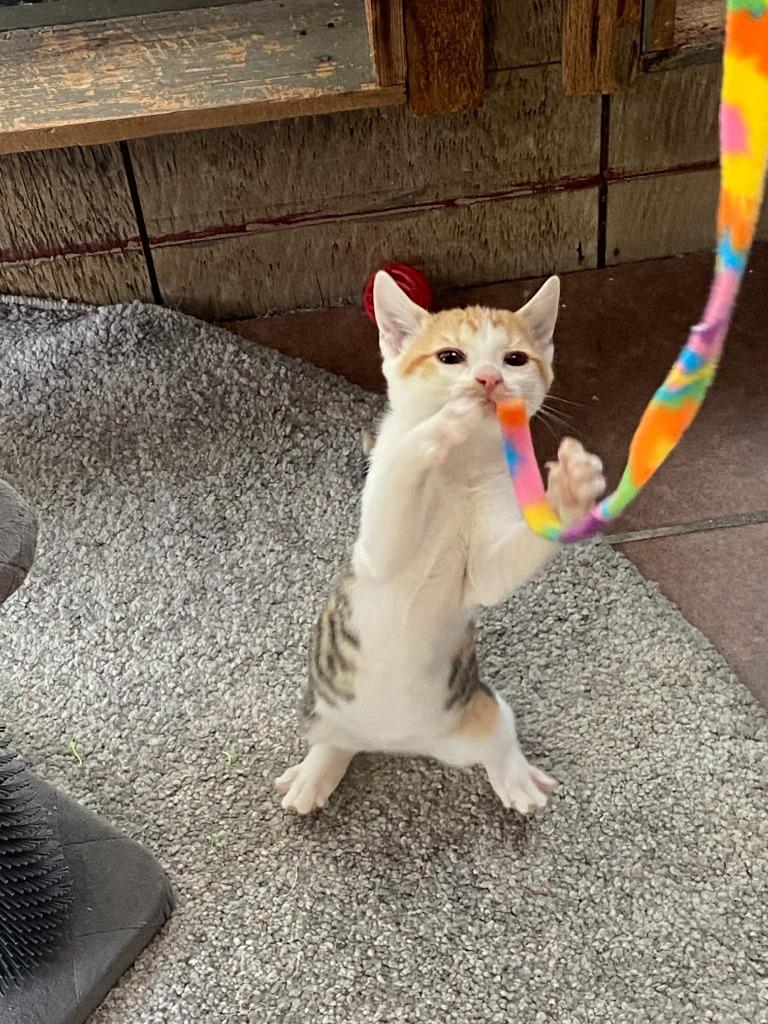 Purrsnickitty, a Adoptable Domestic Short Hair in San Antonio, TX image 4/4