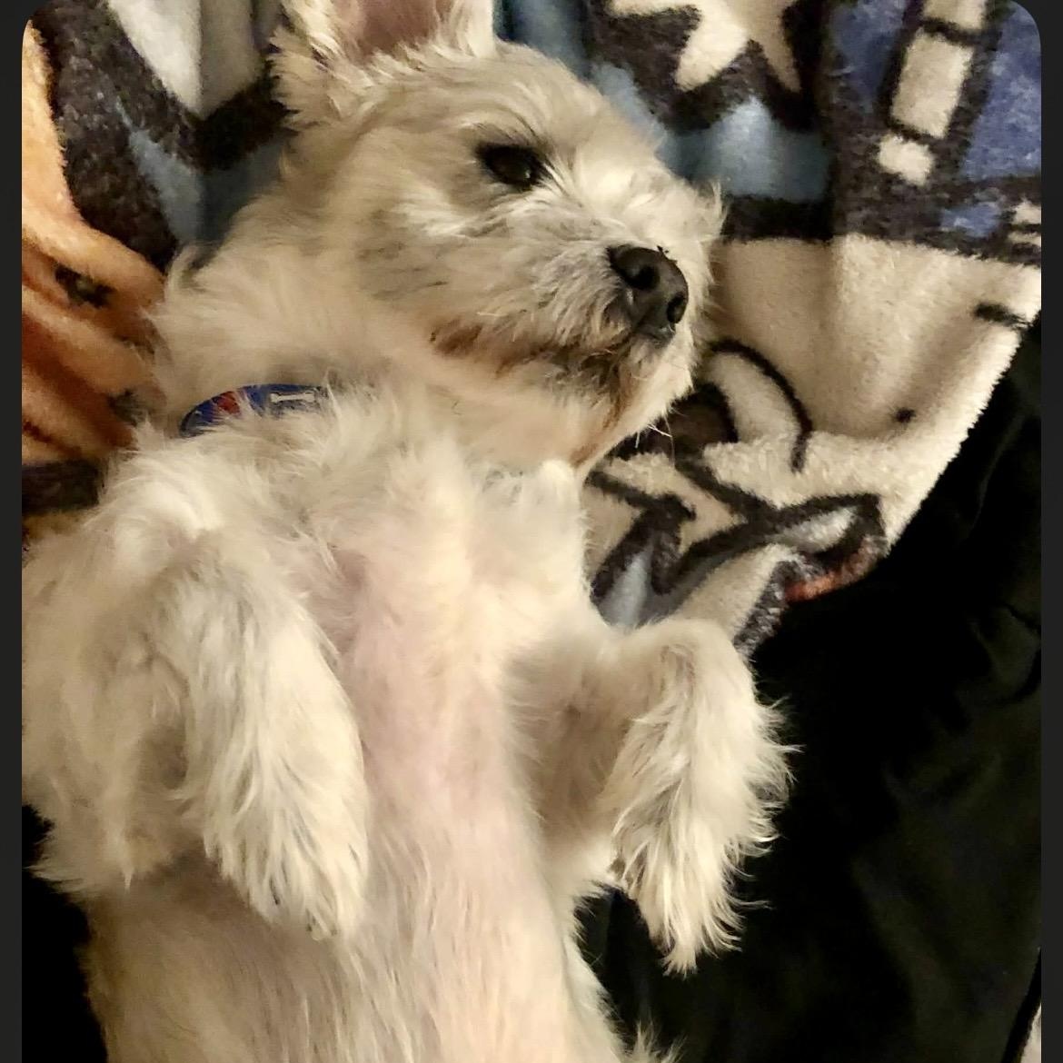 Enlarge Oscar, a ADOPTABLE mixed breed in Rochester, NY image 3/4