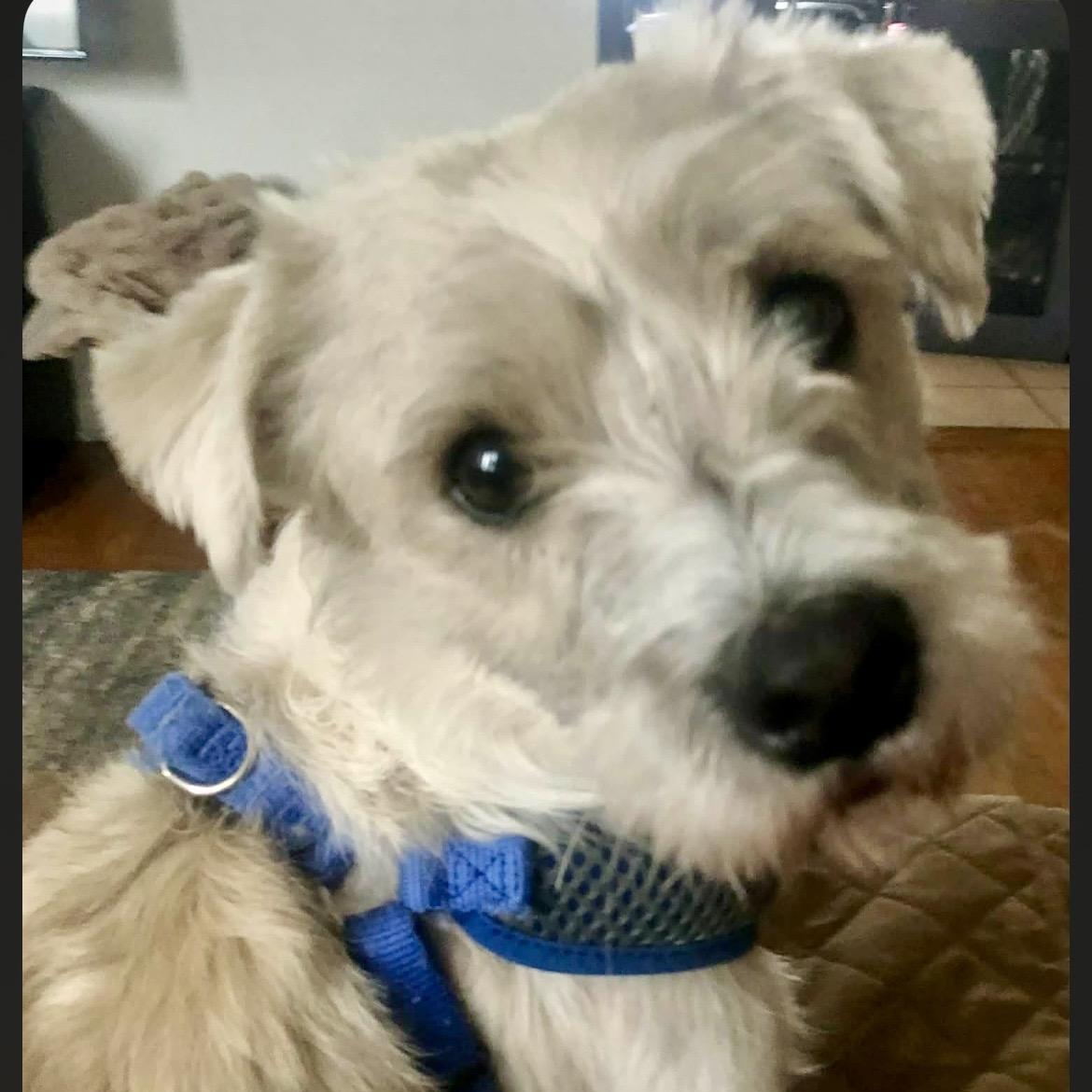 Enlarge Oscar, a ADOPTABLE mixed breed in Rochester, NY image 2/4