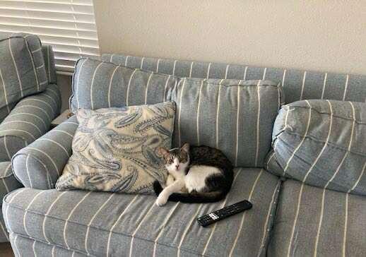 Casper (IN FOSTER), a Adoptable Domestic Short Hair in Myakka City, FL image 5/6