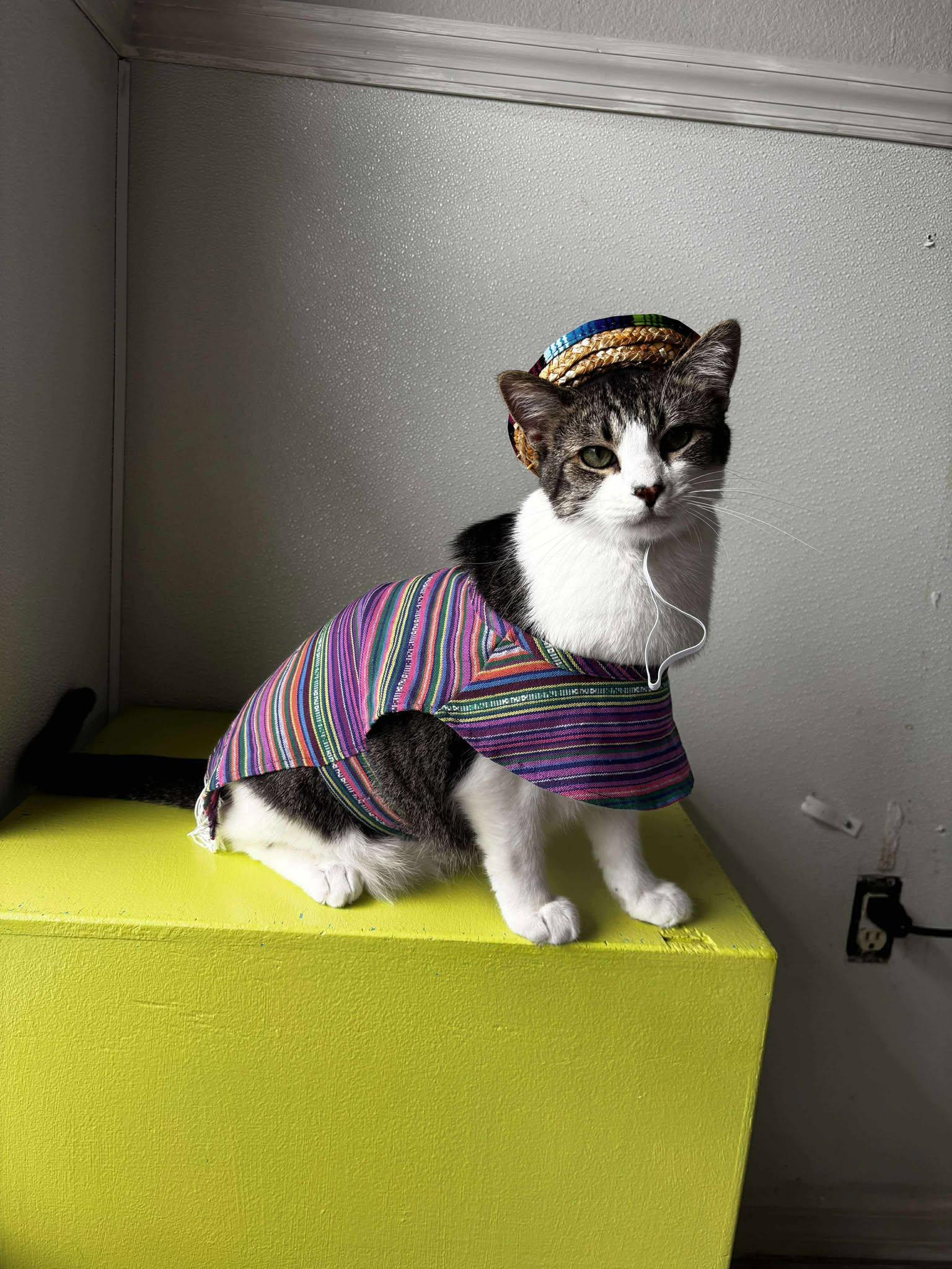 Casper (IN FOSTER), a Adoptable Domestic Short Hair in Myakka City, FL image 4/6