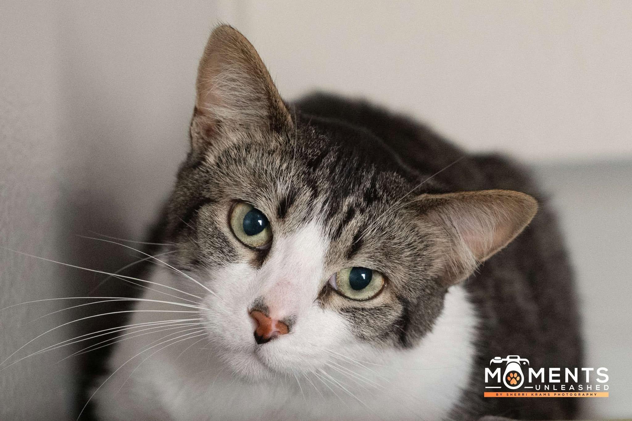 Casper (IN FOSTER), a Adoptable Domestic Short Hair in Myakka City, FL image 2/6