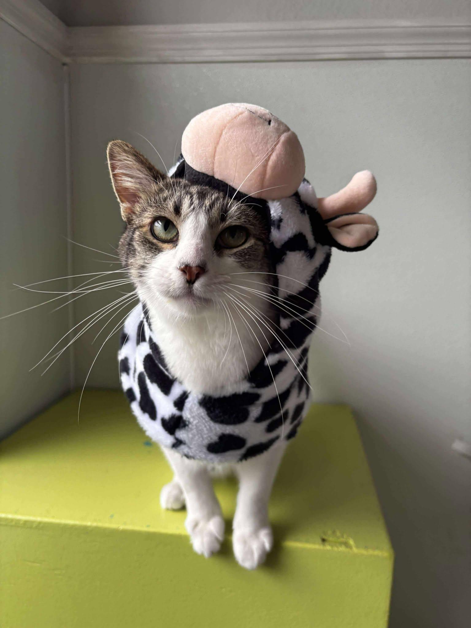 Casper (IN FOSTER), Adoptable, Young Male Domestic Short Hair.