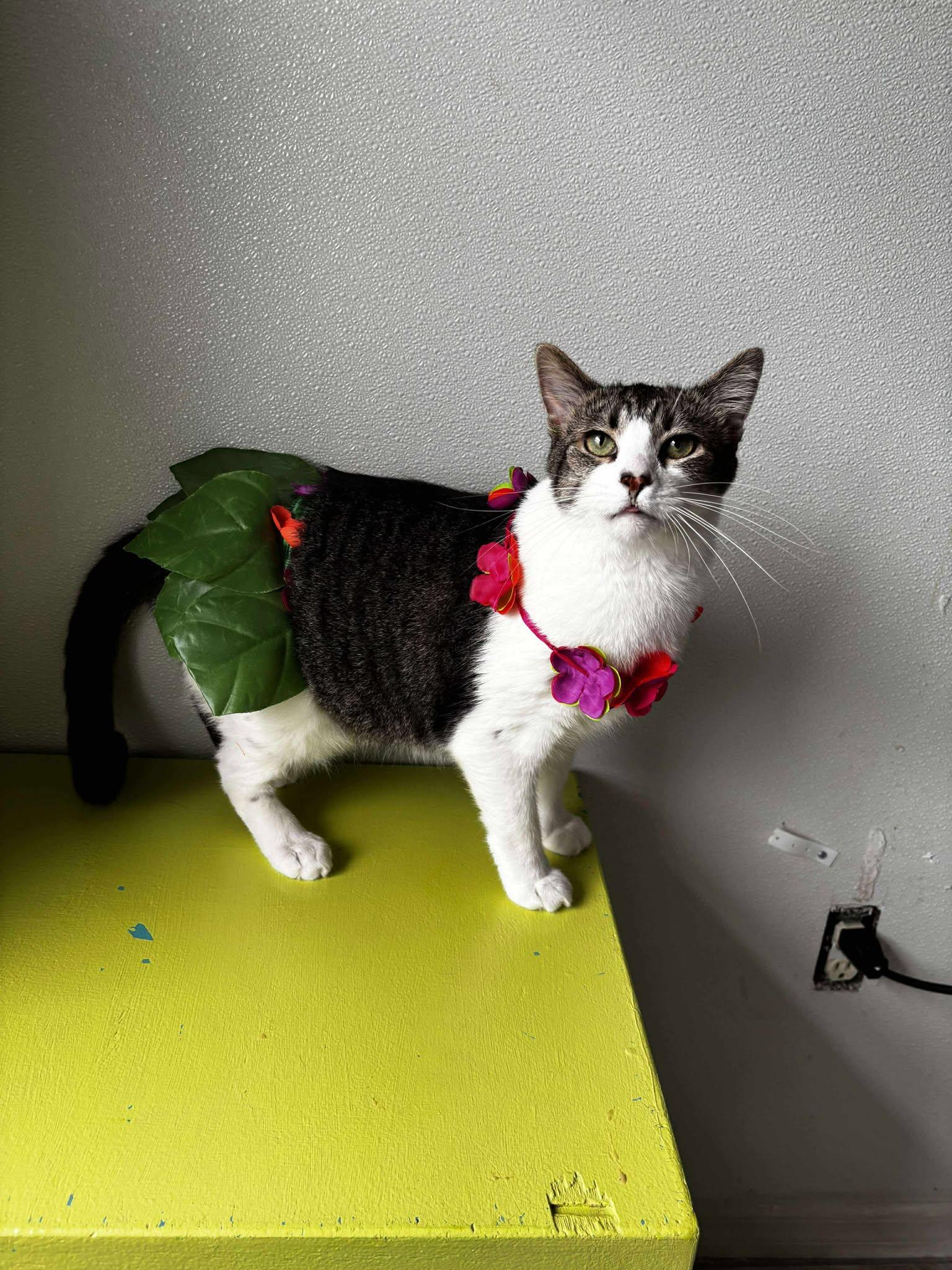 Casper (IN FOSTER), a Adoptable Domestic Short Hair in Myakka City, FL image 3/6