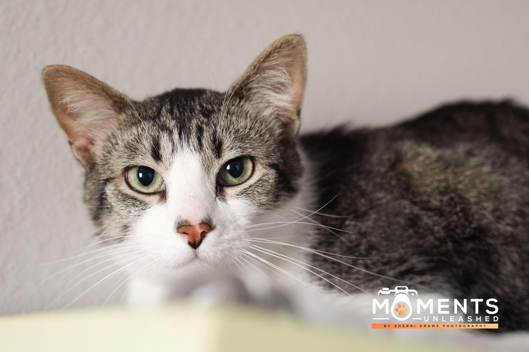 Casper (IN FOSTER), a Adoptable Domestic Short Hair in Myakka City, FL image 6/6