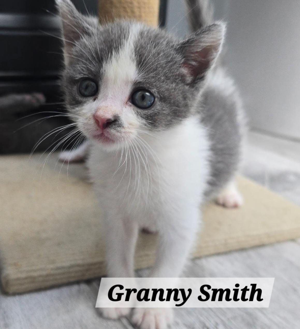 Gala  Granny Smith thumbnail 2