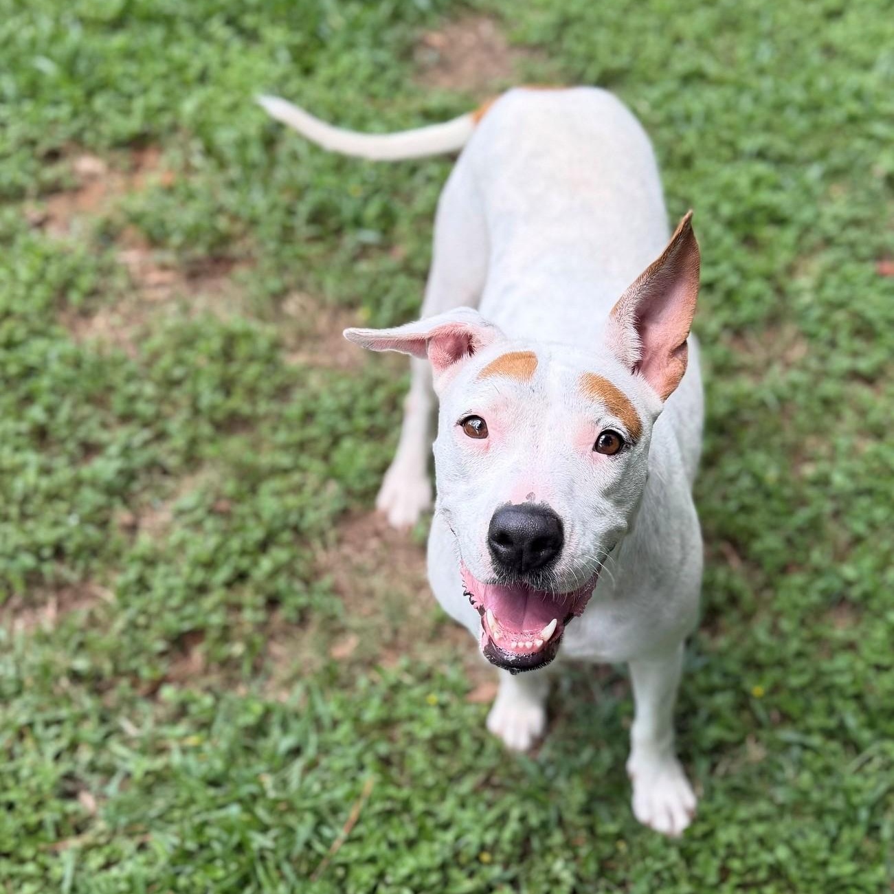 Holly, adopted, Adult Female Mixed Breed.