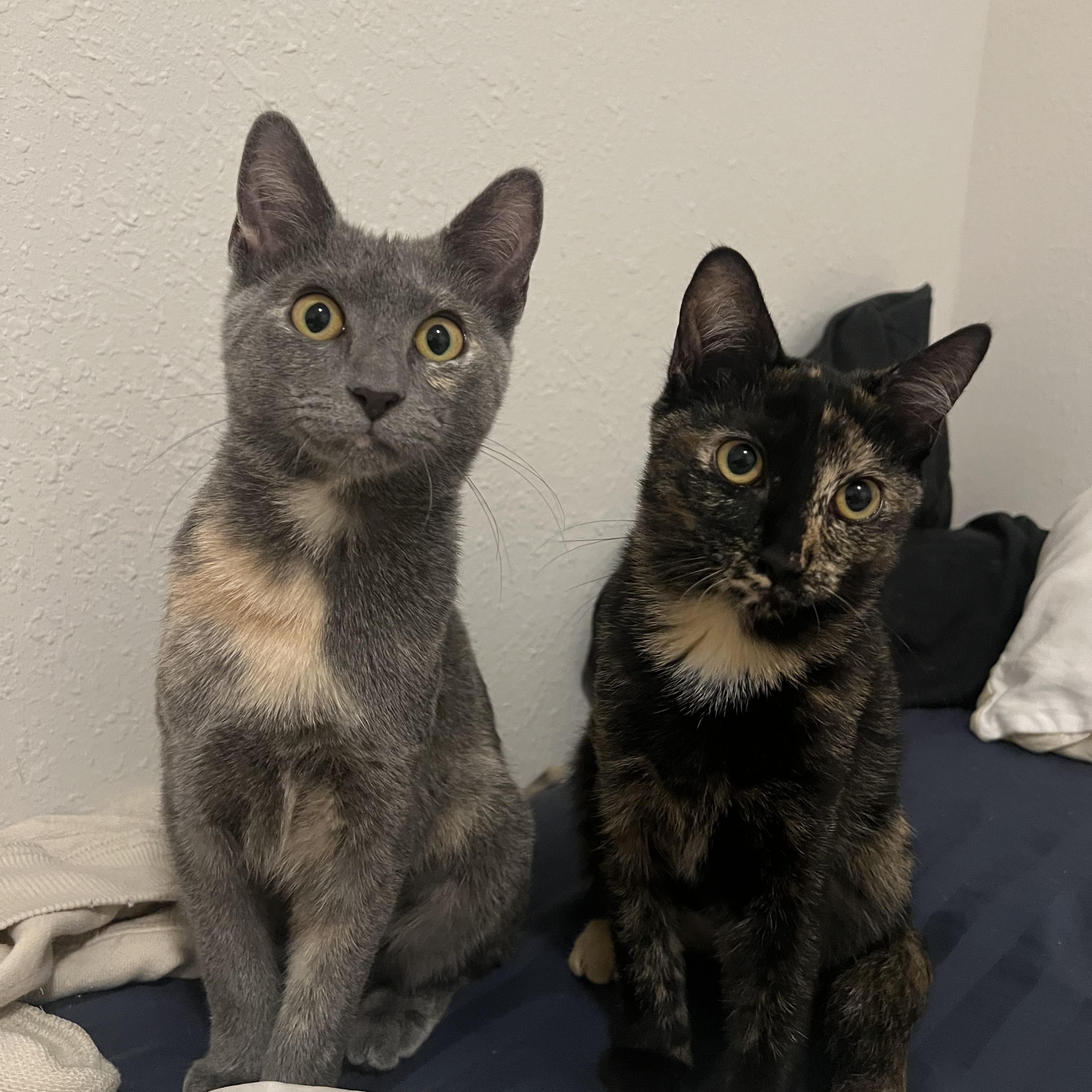 Enlarge Soufflé, an adopted Domestic Short Hair in Jacksonville, FL image 2/2