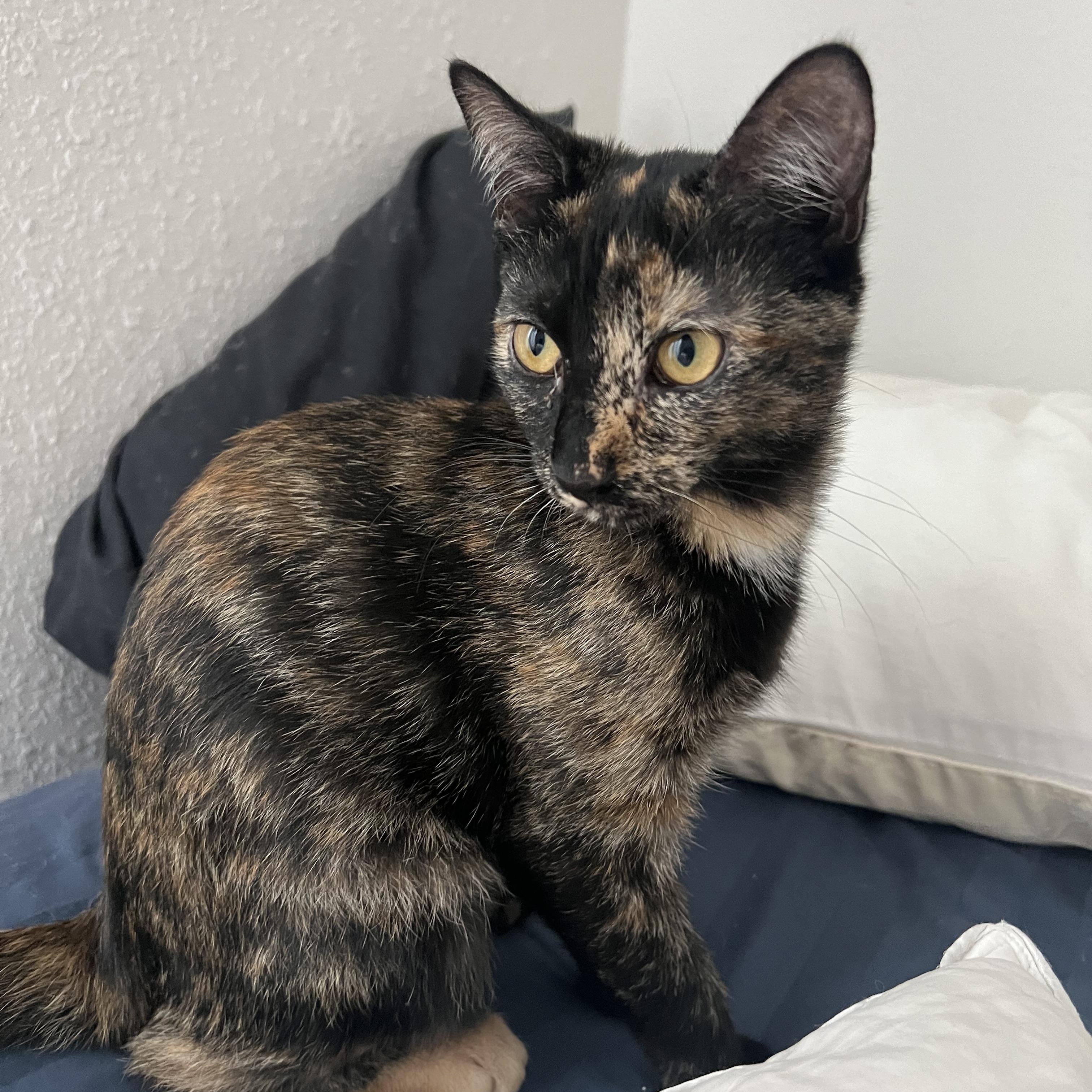 Soufflé, adopted, Kitten Female Domestic Short Hair.