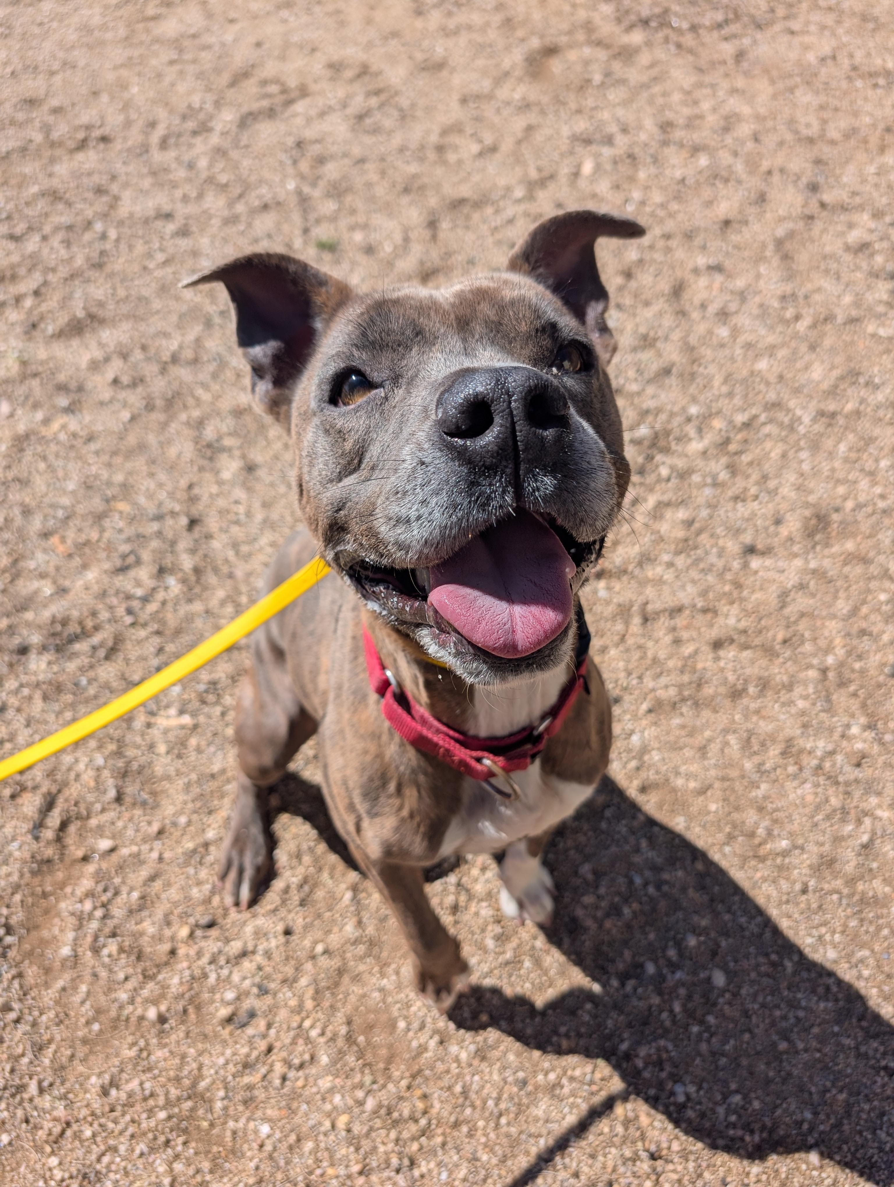 Enlarge Coco, a Adoptable American Staffordshire Terrier in Sierra Vista, AZ image 1/3