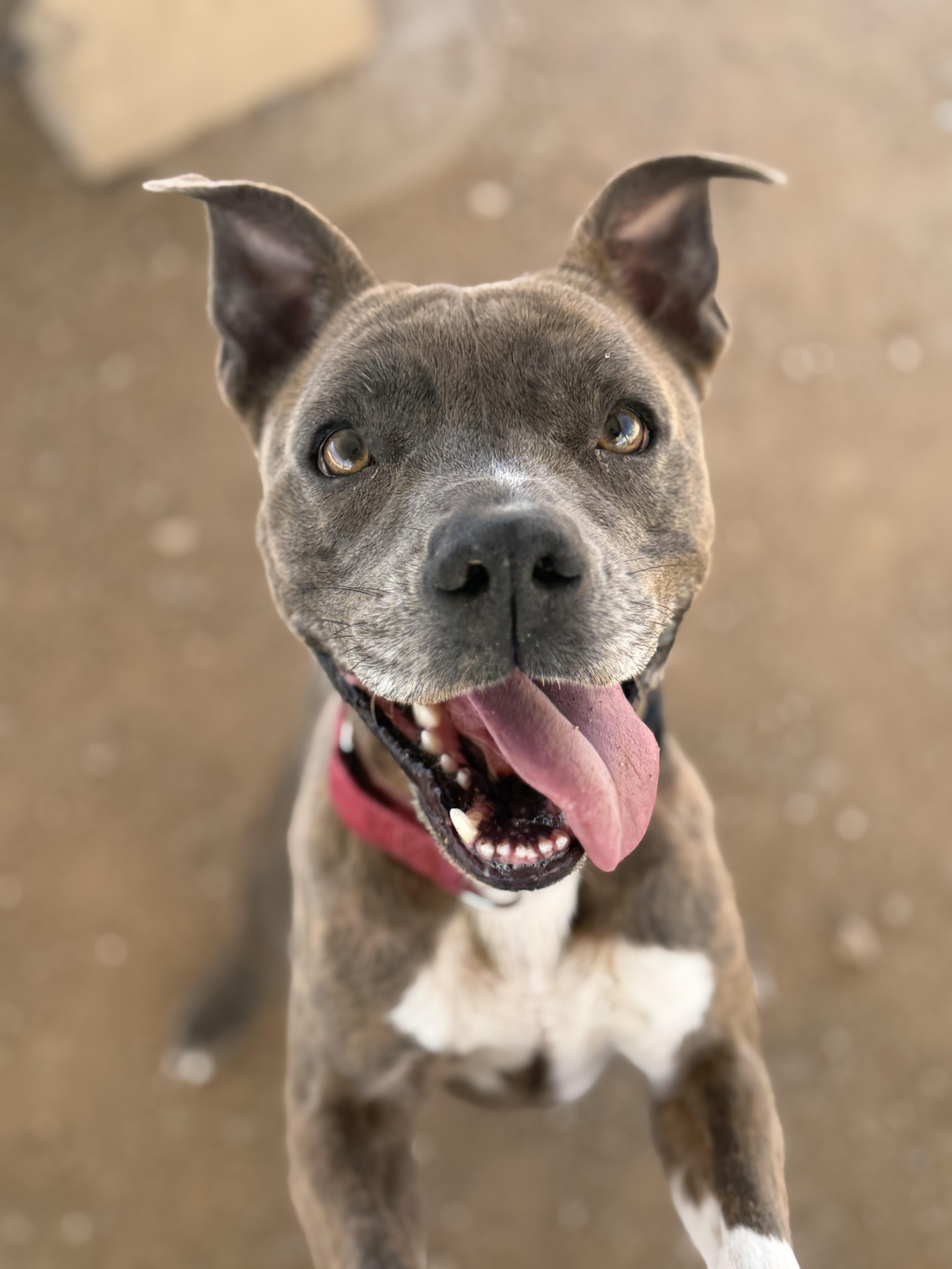 Enlarge Coco, a Adoptable American Staffordshire Terrier in Sierra Vista, AZ image 3/3