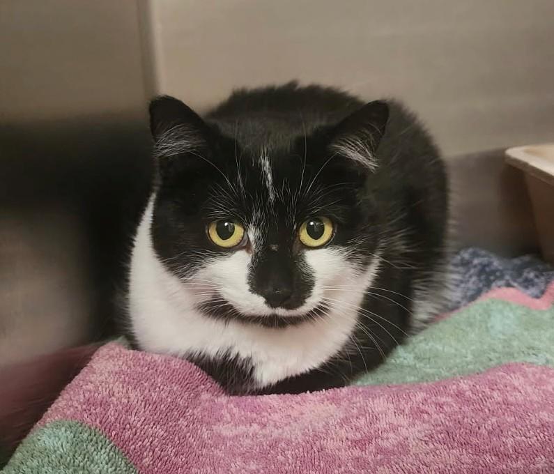 Chloe, adopted, Adult Female Domestic Short Hair.