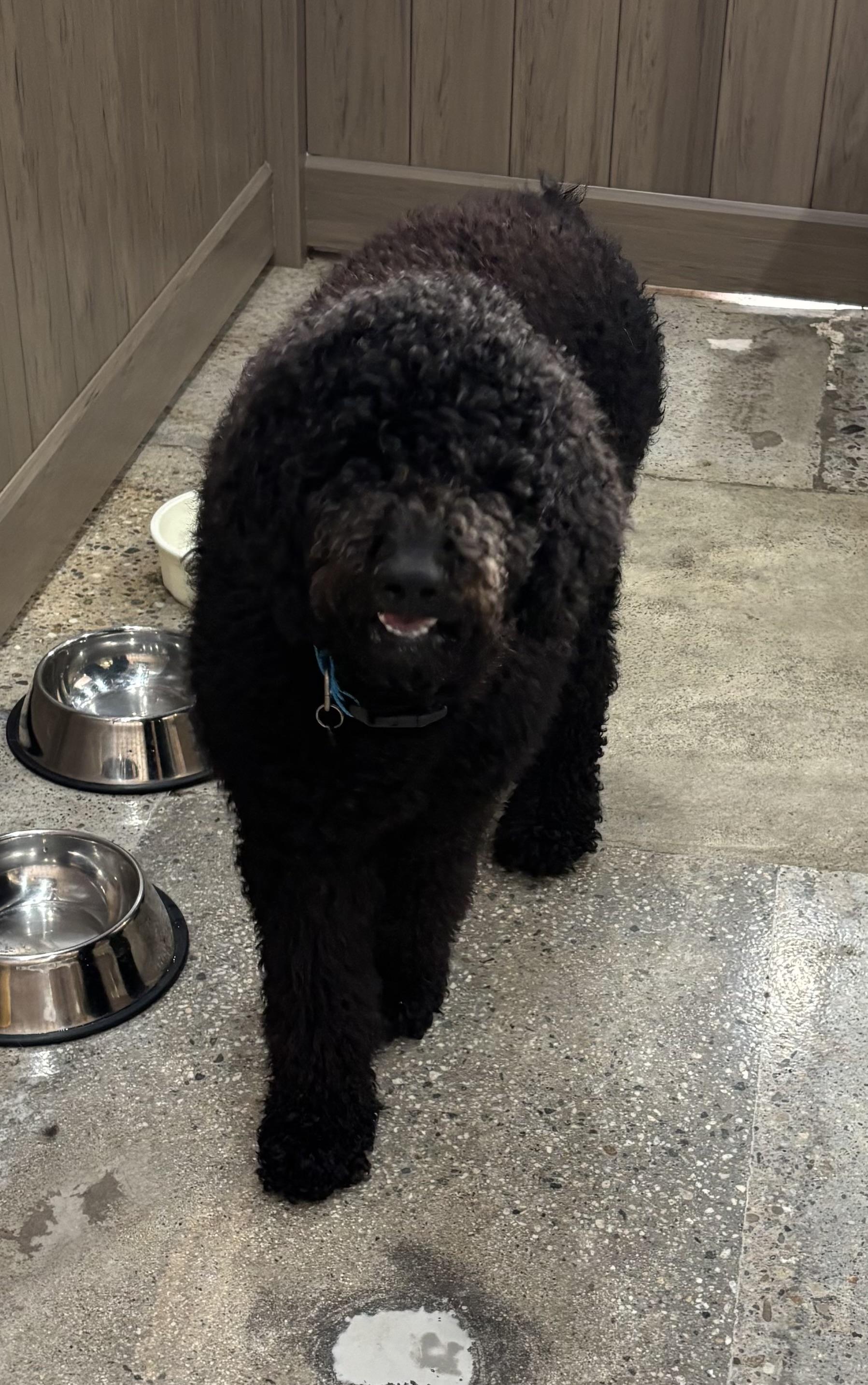 Enlarge Chanel No.5, an adopted Goldendoodle in Thousand Oaks, CA image 2/4