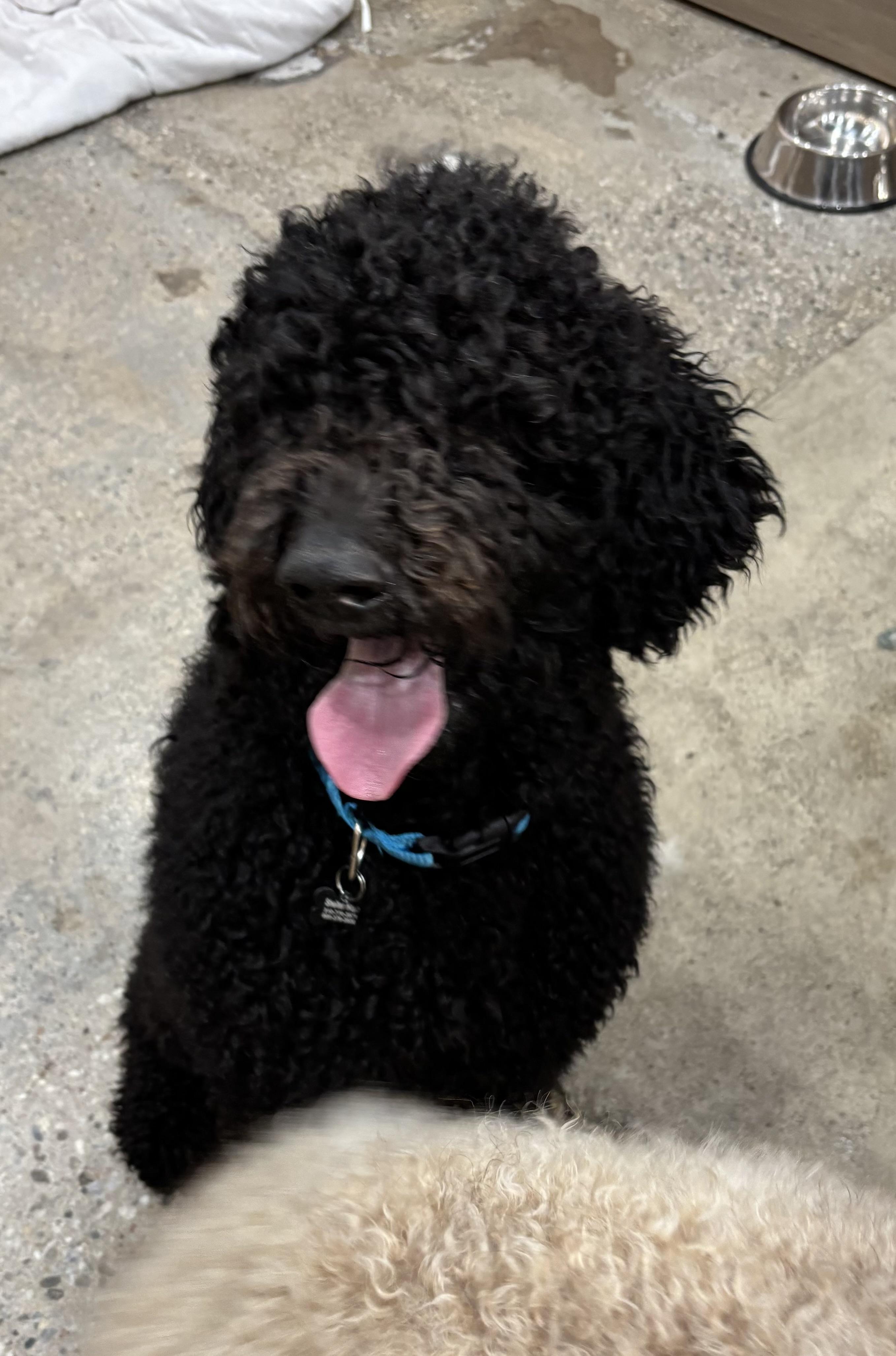 Enlarge Chanel No.5, an adopted Goldendoodle in Thousand Oaks, CA image 3/4