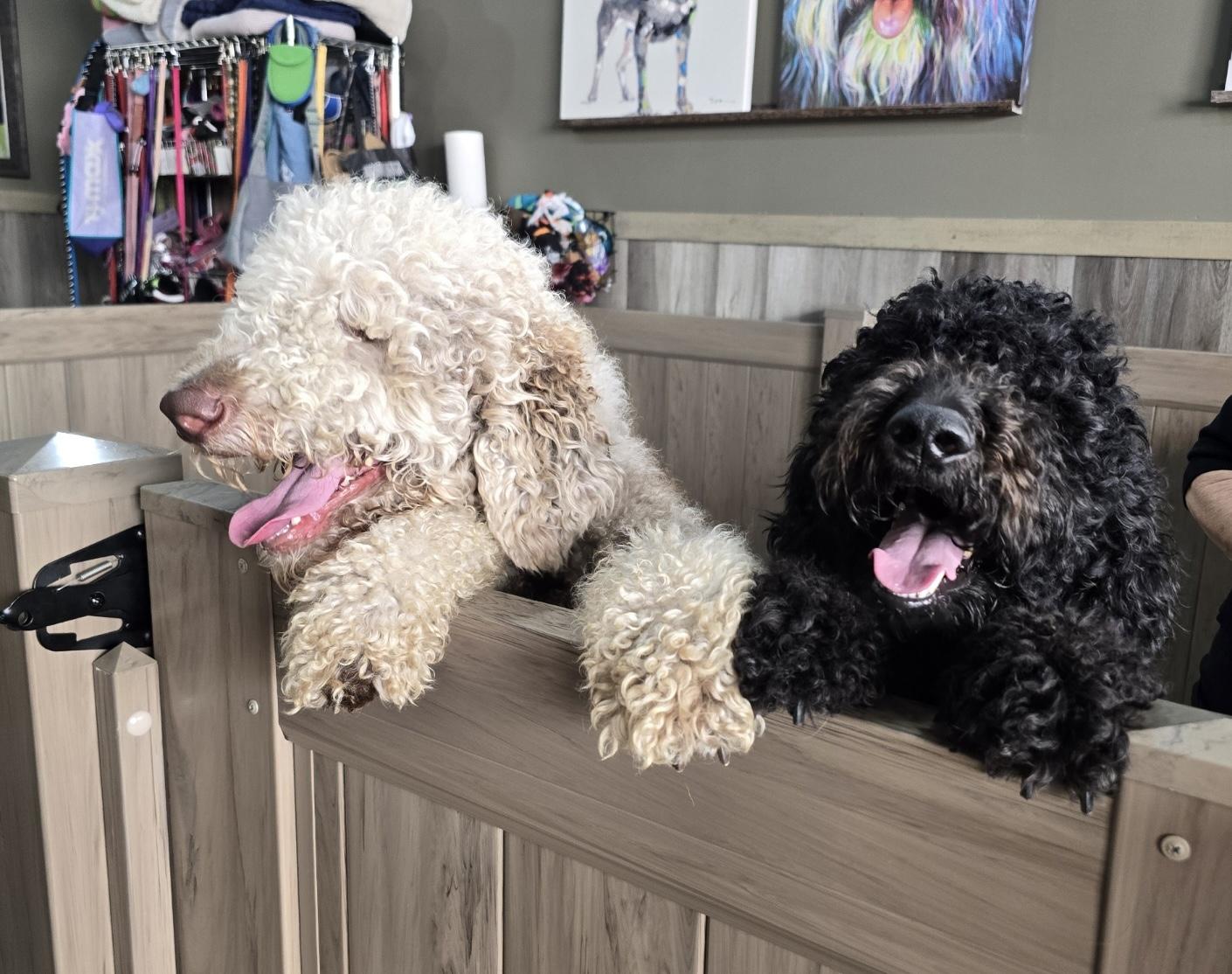 Enlarge Chanel No.5, an adopted Goldendoodle in Thousand Oaks, CA image 4/4