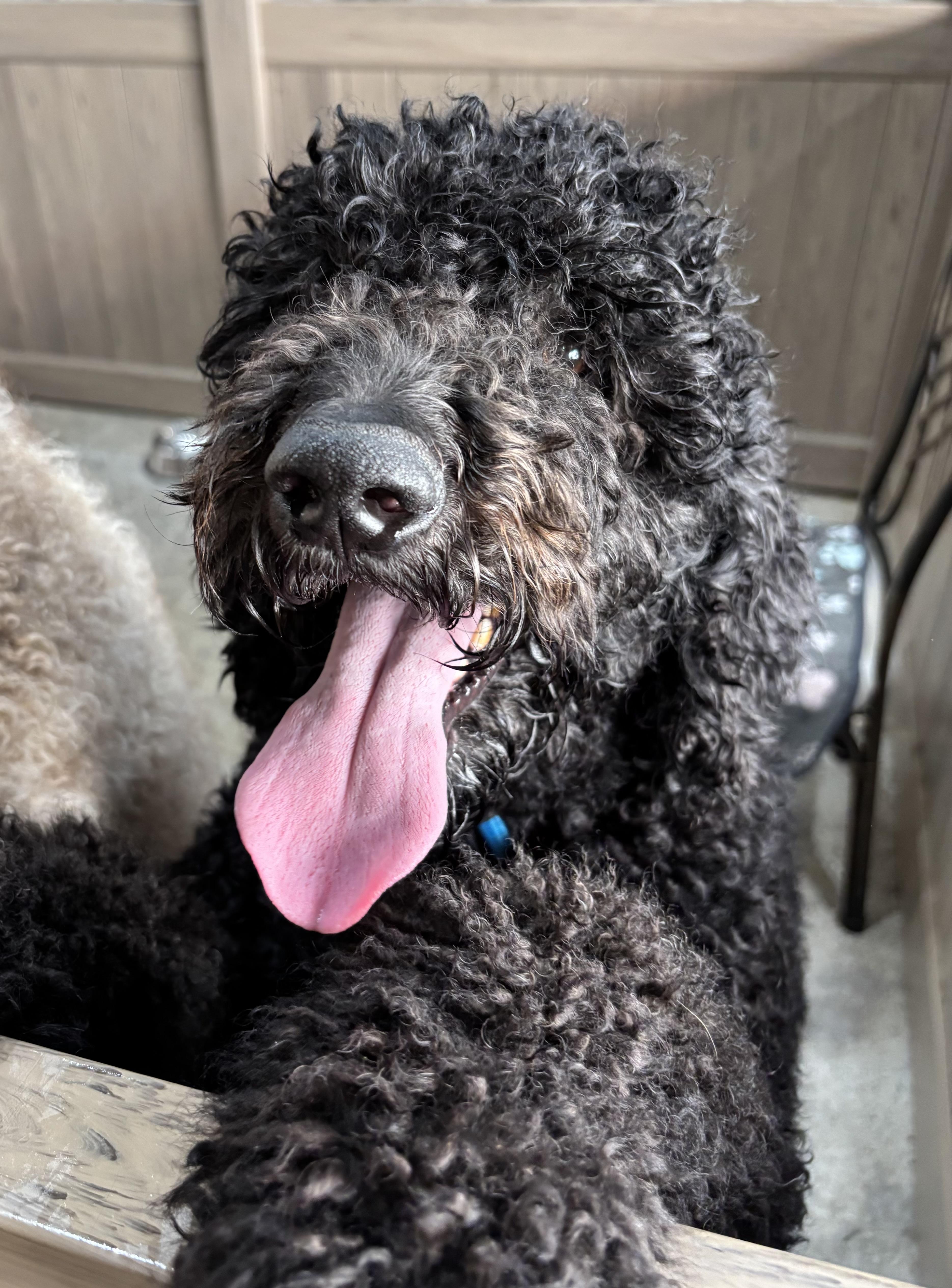 Chanel No.5, adopted, Young Female Goldendoodle.