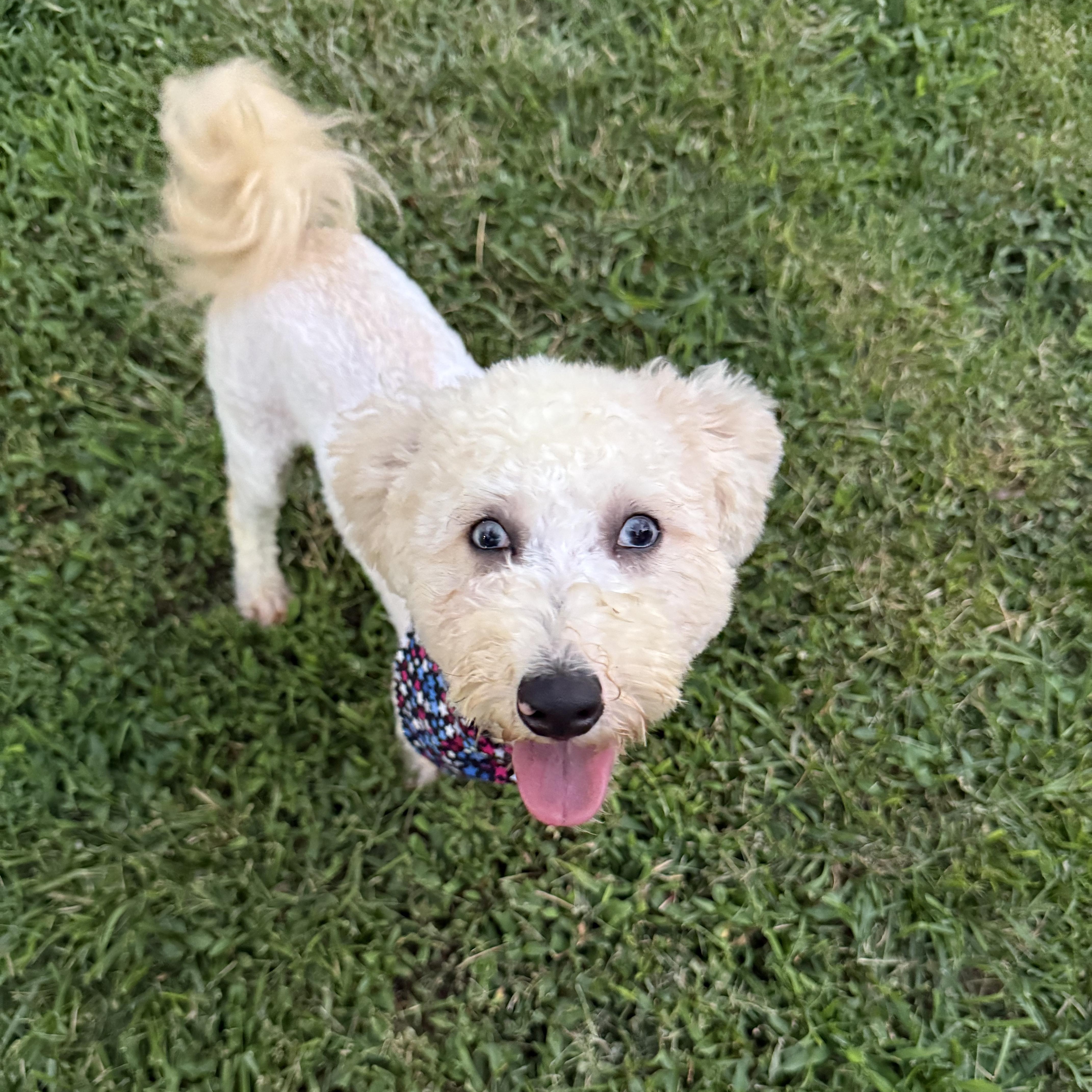 Liberty, an adopted mixed breed in Murphysboro, IL image 3/6