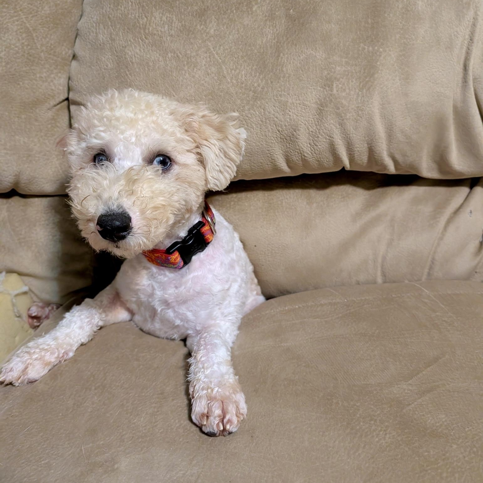 Liberty, an adopted mixed breed in Murphysboro, IL image 5/6