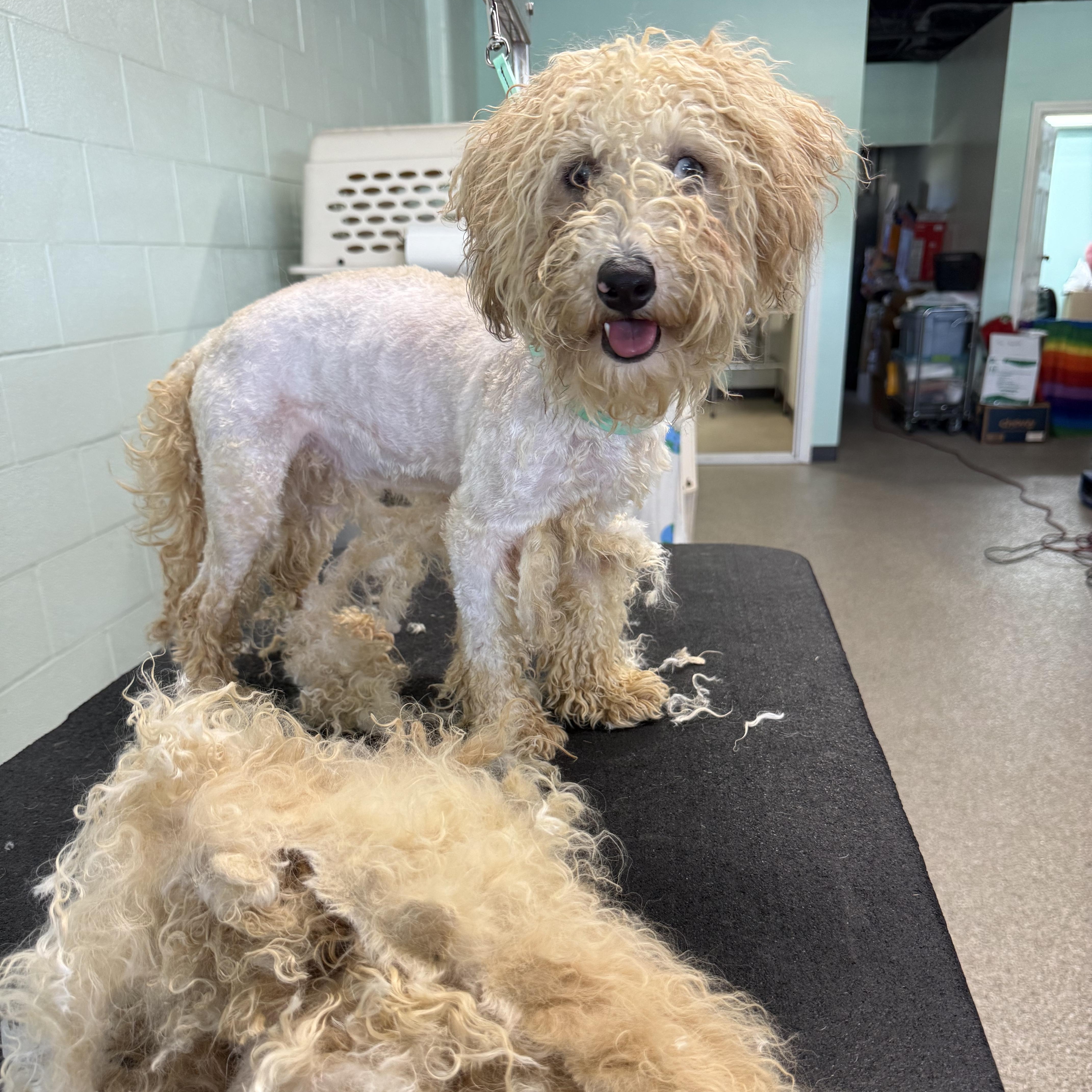 Liberty, an adopted mixed breed in Murphysboro, IL image 6/6