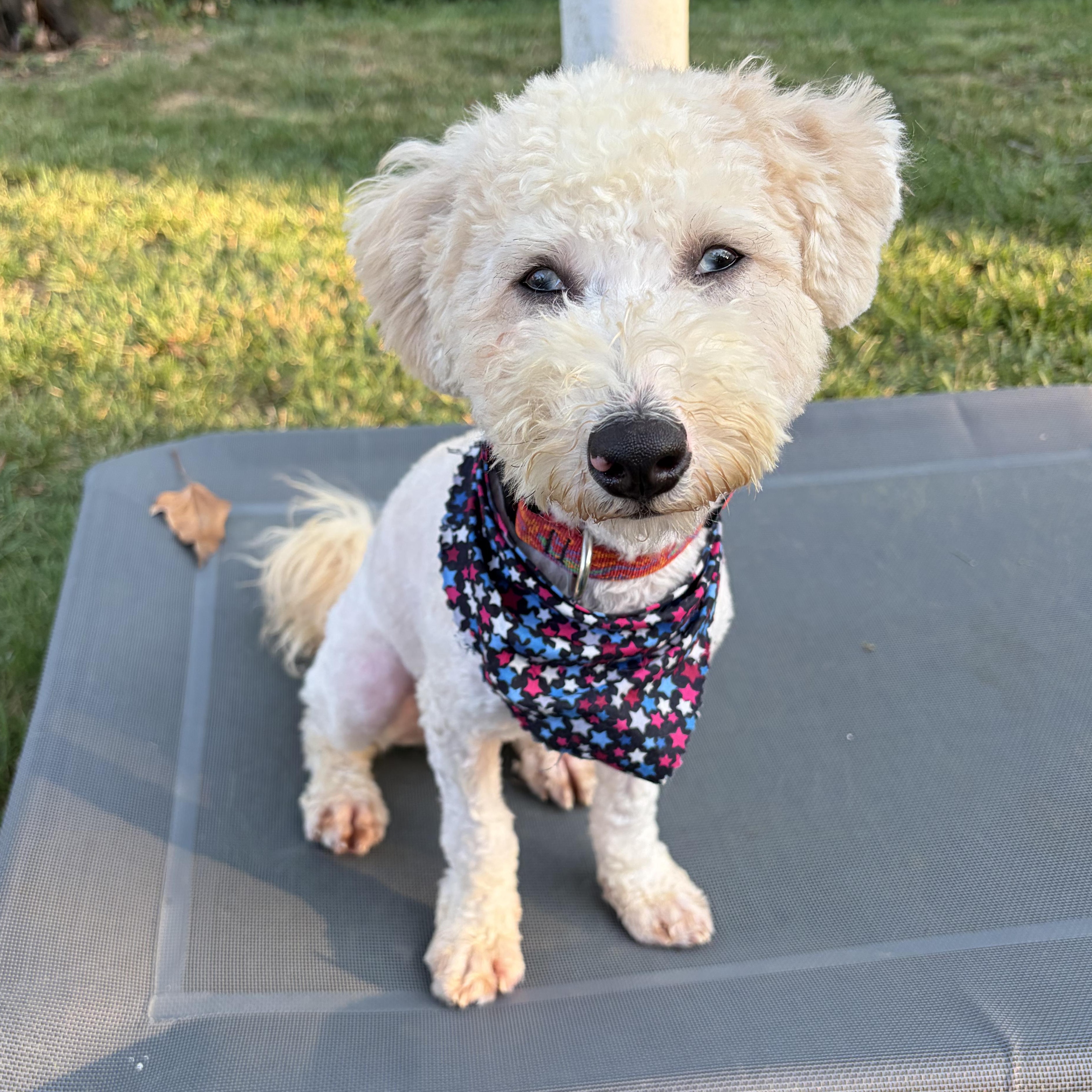 Liberty, adopted, Young Female Miniature Poodle & Yorkshire Terrier.