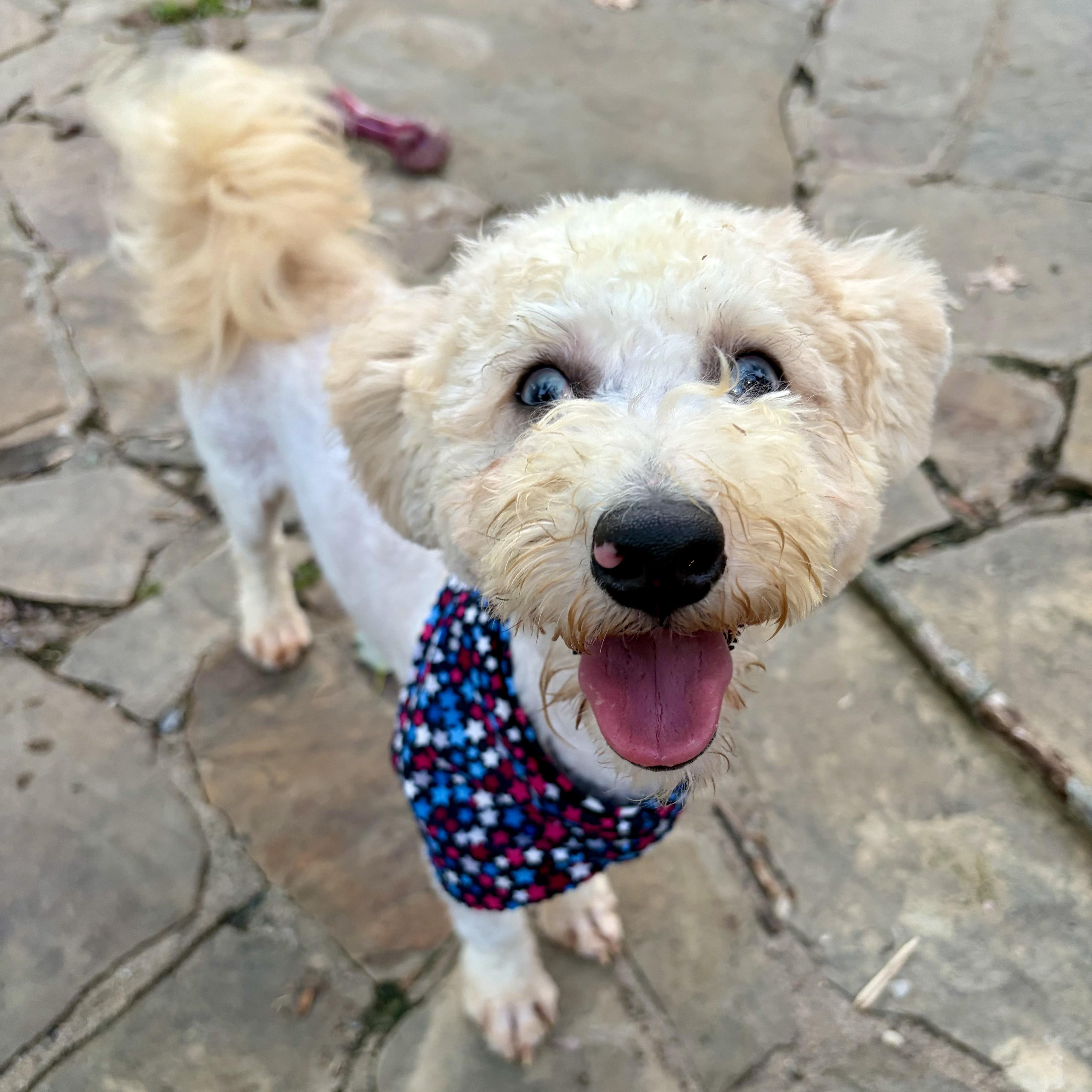 Liberty, an adopted mixed breed in Murphysboro, IL image 2/6