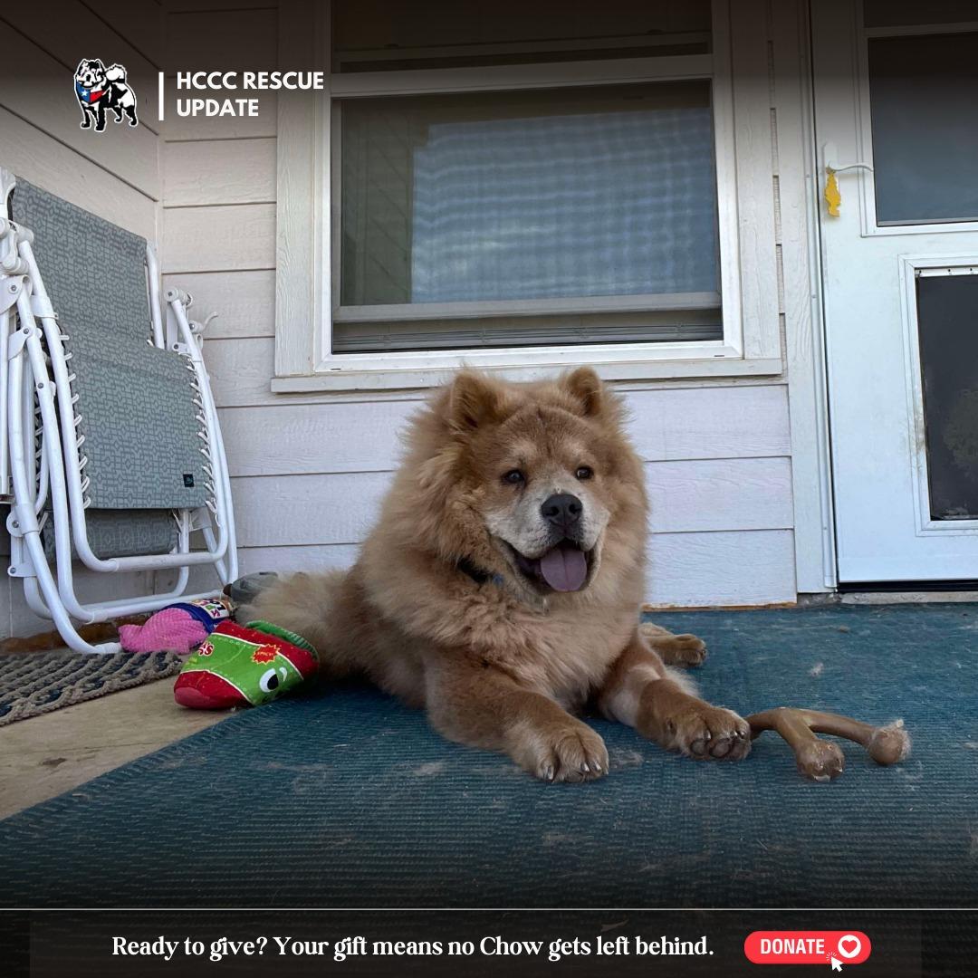 Pedro Pascal, a Adoptable Chow Chow in Westmanland, ME image 5/5