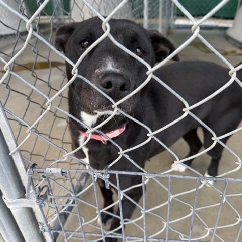 Marley, Adoptable, Young Female Pit Bull Terrier.