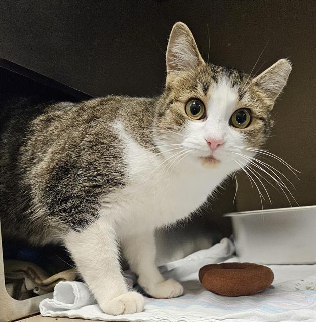 ADLEY, Adoptable, Adult Female Domestic Short Hair.