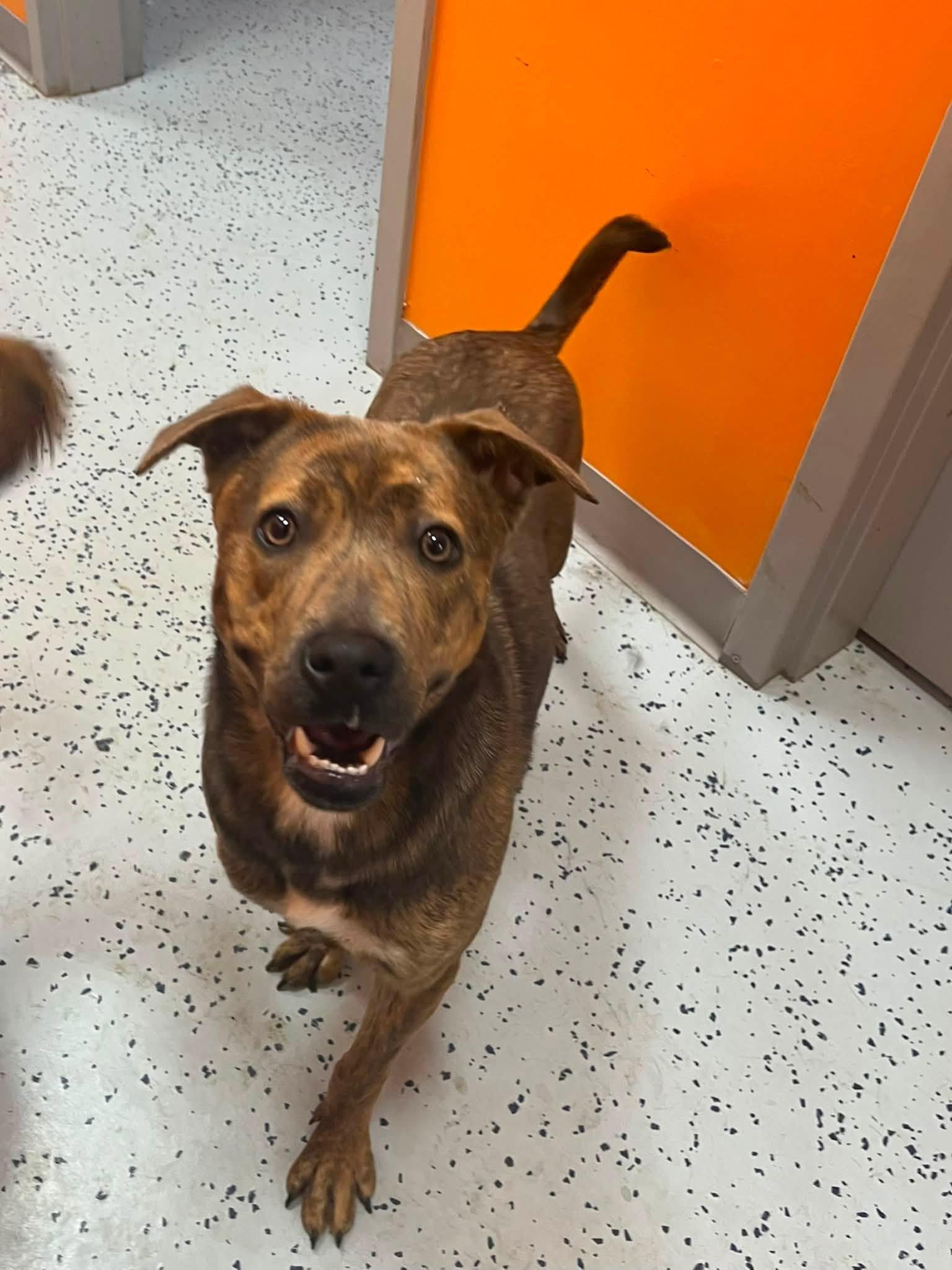 Granola, a ADOPTABLE mixed breed in Lincoln Park, MI image 2/2