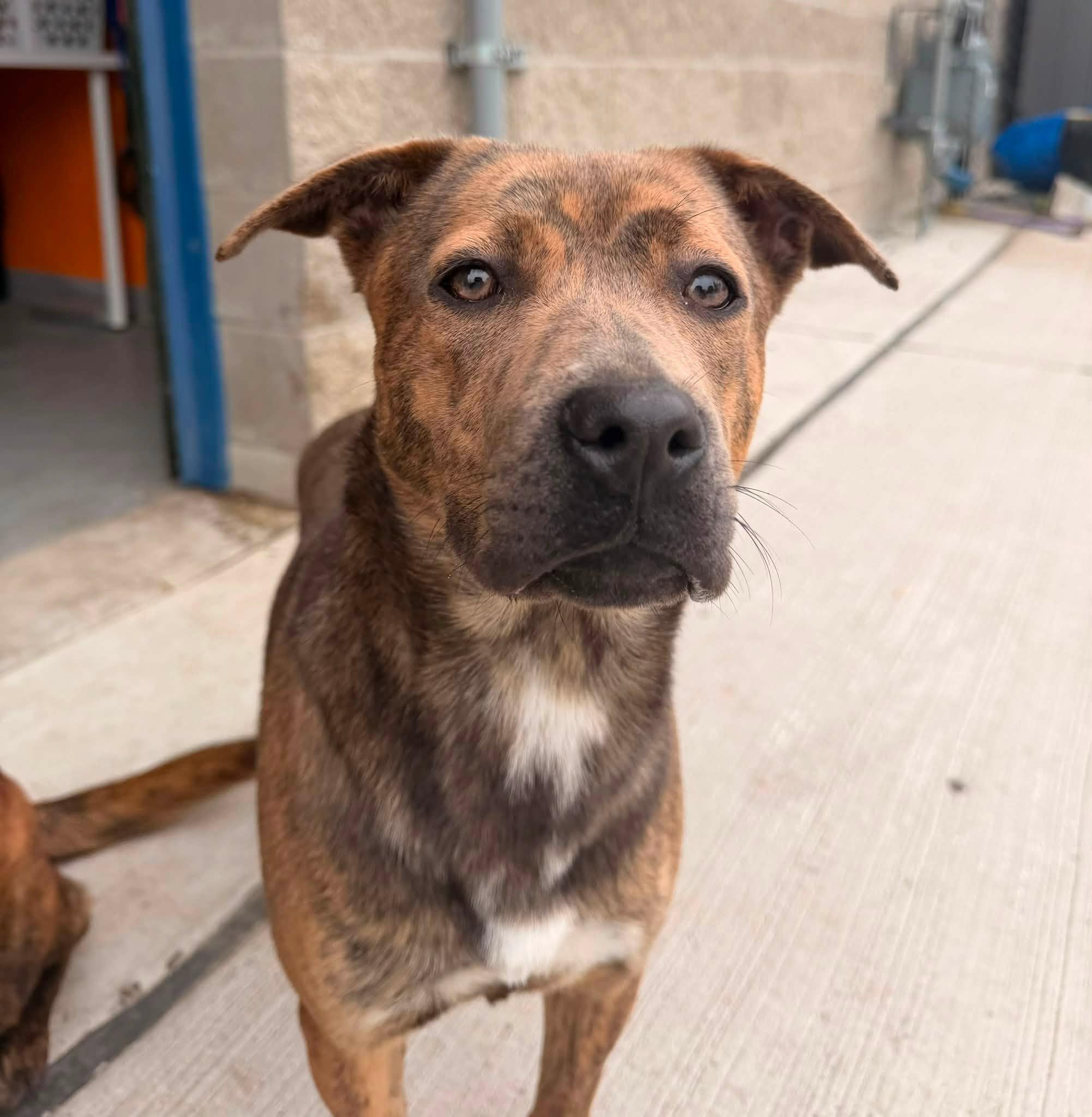 Granola, ADOPTABLE, Young Female German Shepherd Dog.