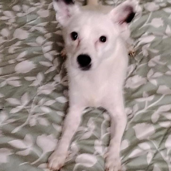 Enlarge Cotton, a Adoptable mixed breed in Joliet, IL image 1/1