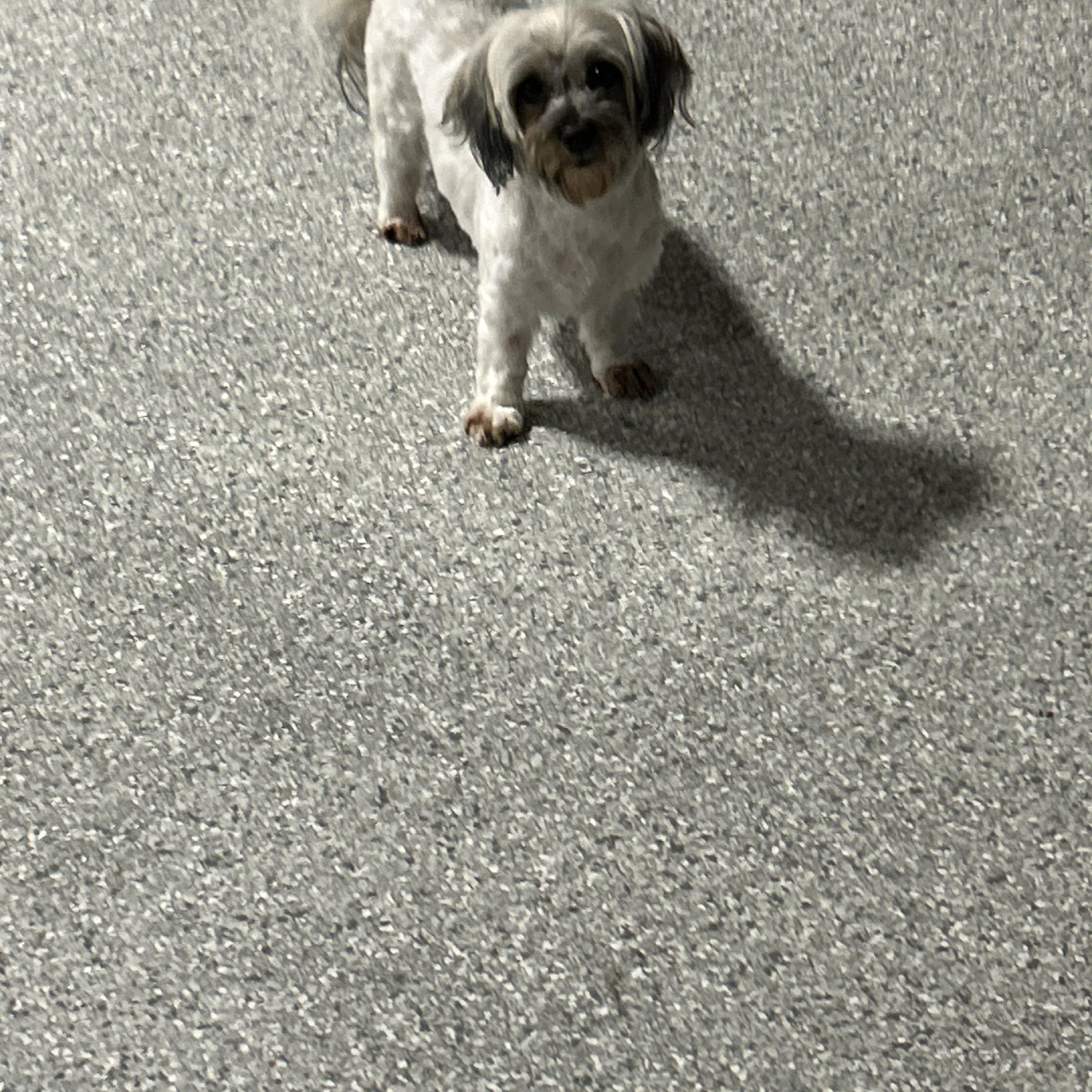 Enlarge Dixie 11 lbs, a Adoptable Havanese in Antwerp, OH image 4/4
