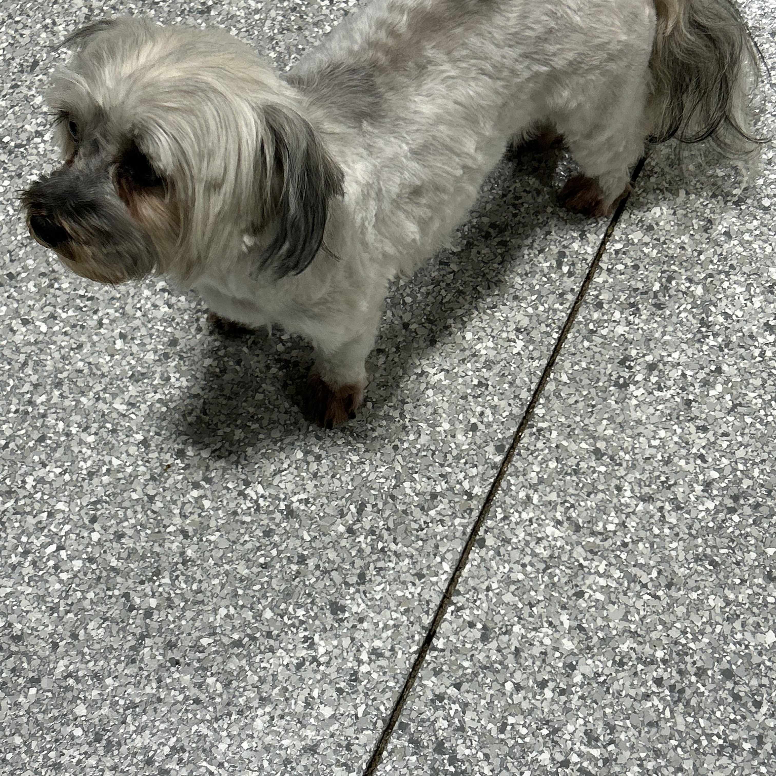 Enlarge Dixie 11 lbs, a Adoptable Havanese in Antwerp, OH image 3/4