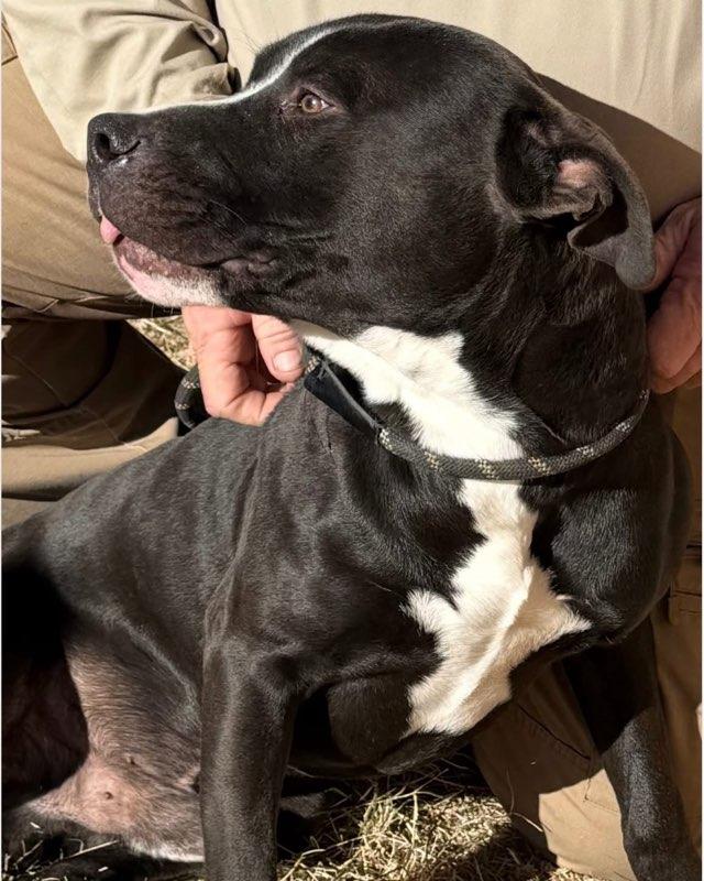 Enlarge Abel, a Adoptable mixed breed in Burnet, TX image 6/6