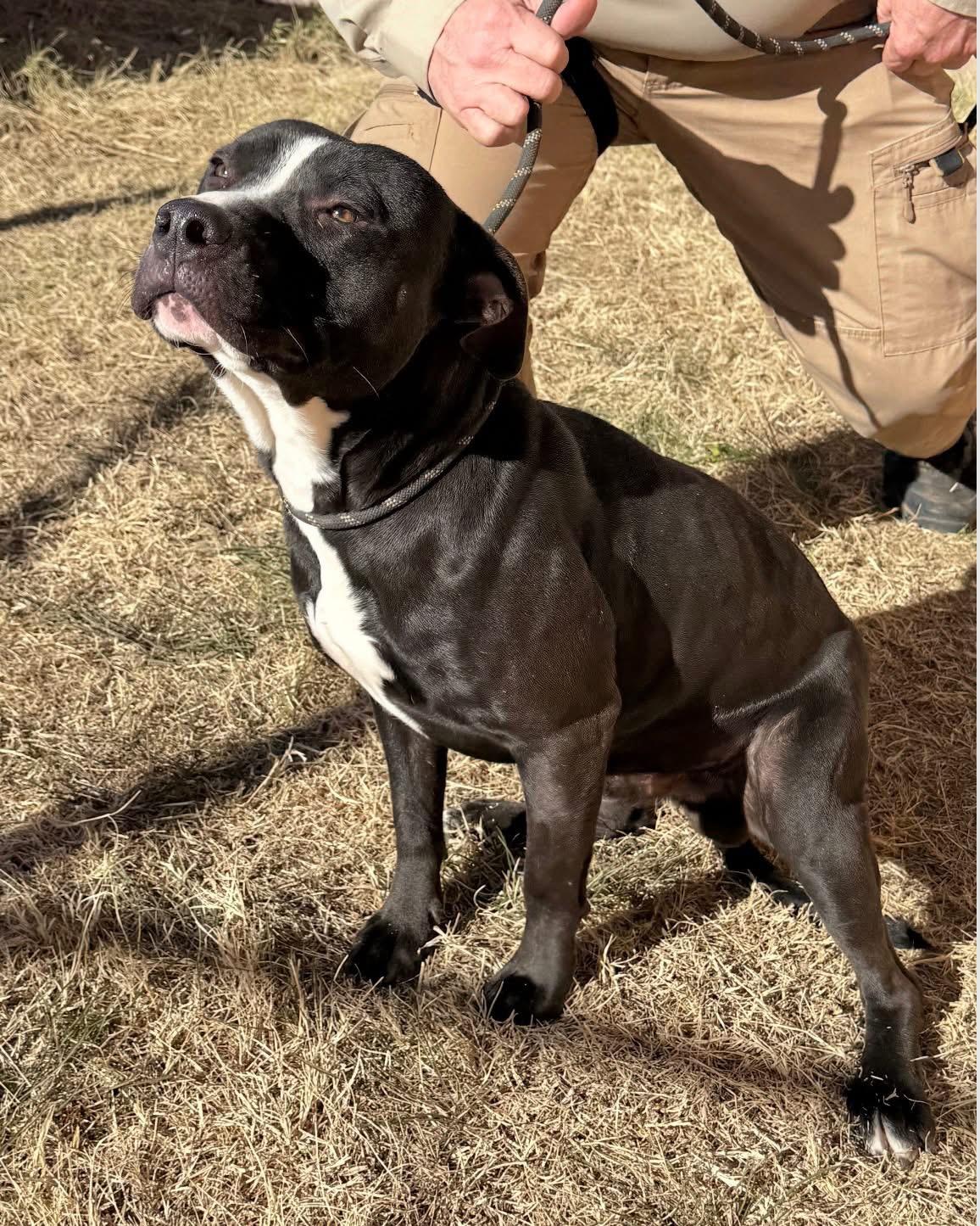 Enlarge Abel, a Adoptable mixed breed in Burnet, TX image 5/6