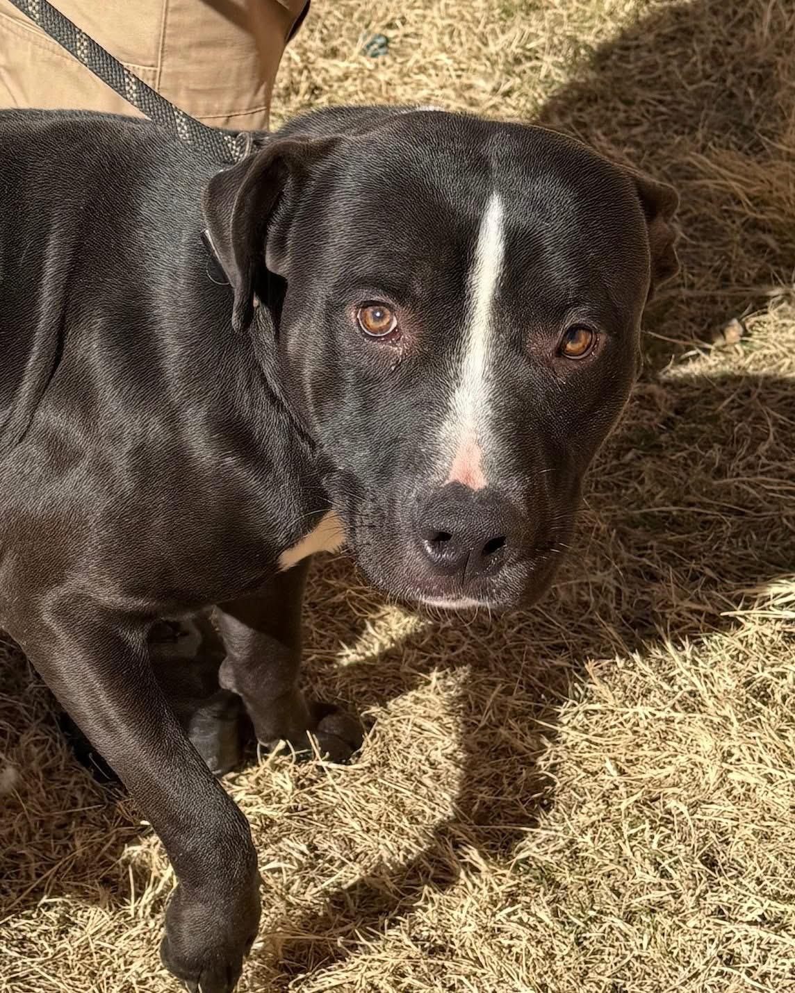 Enlarge Abel, a Adoptable mixed breed in Burnet, TX image 1/6