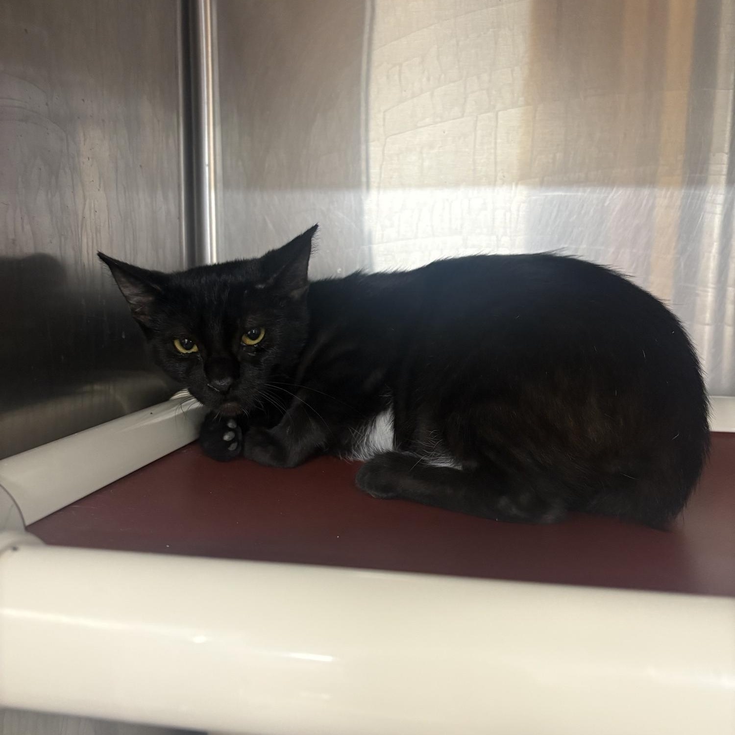 Rootbeer Float, ADOPTABLE, Kitten Female Domestic Short Hair.
