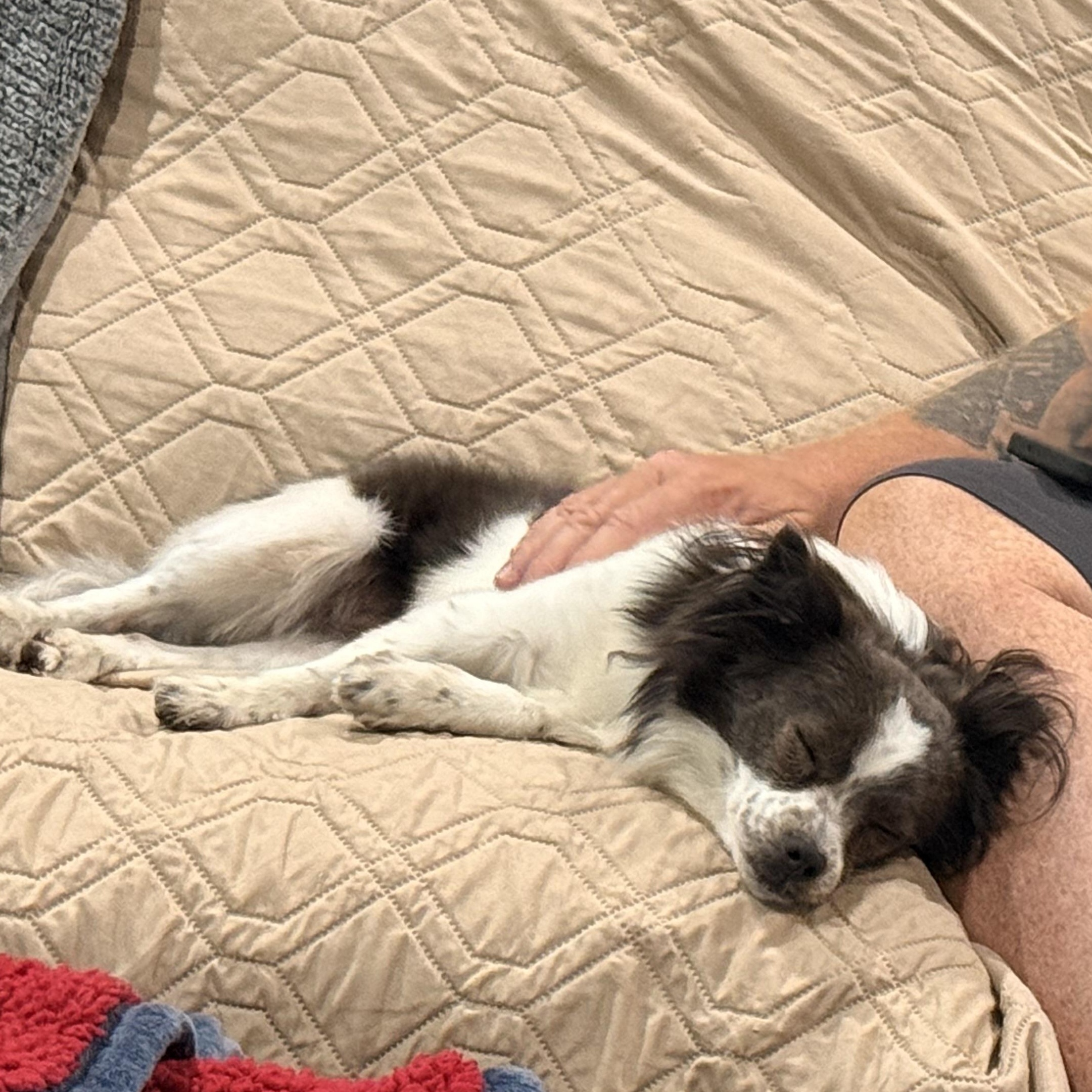 Enlarge Kendall, a Adopted mixed breed in Texarkana, TX image 6/6