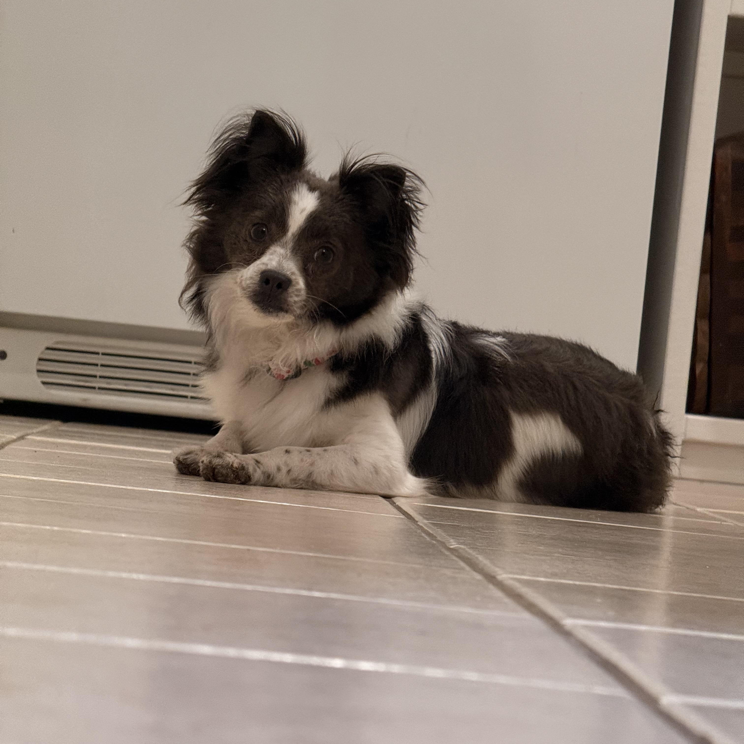 Enlarge Kendall, a Adopted mixed breed in Texarkana, TX image 5/6