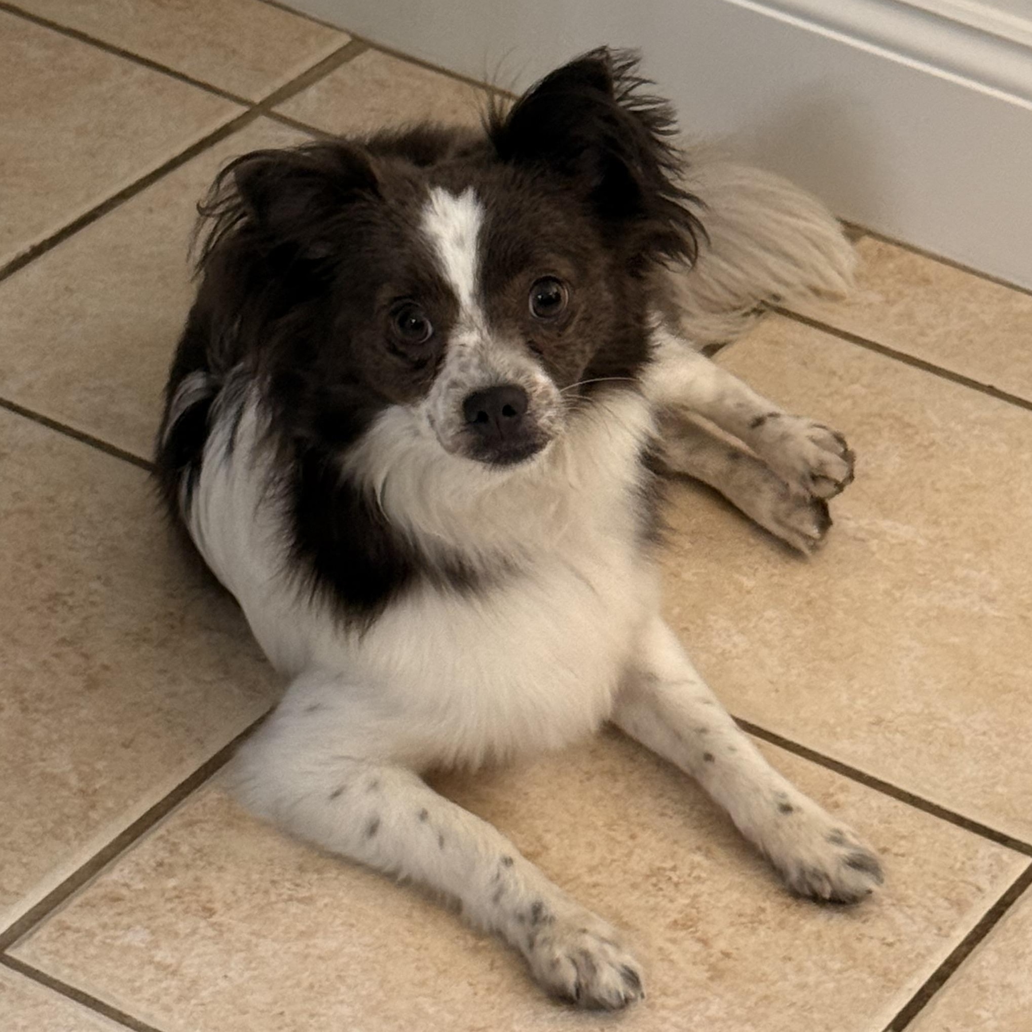 Kendall, Adopted, Young Female Pomeranian & Papillon.
