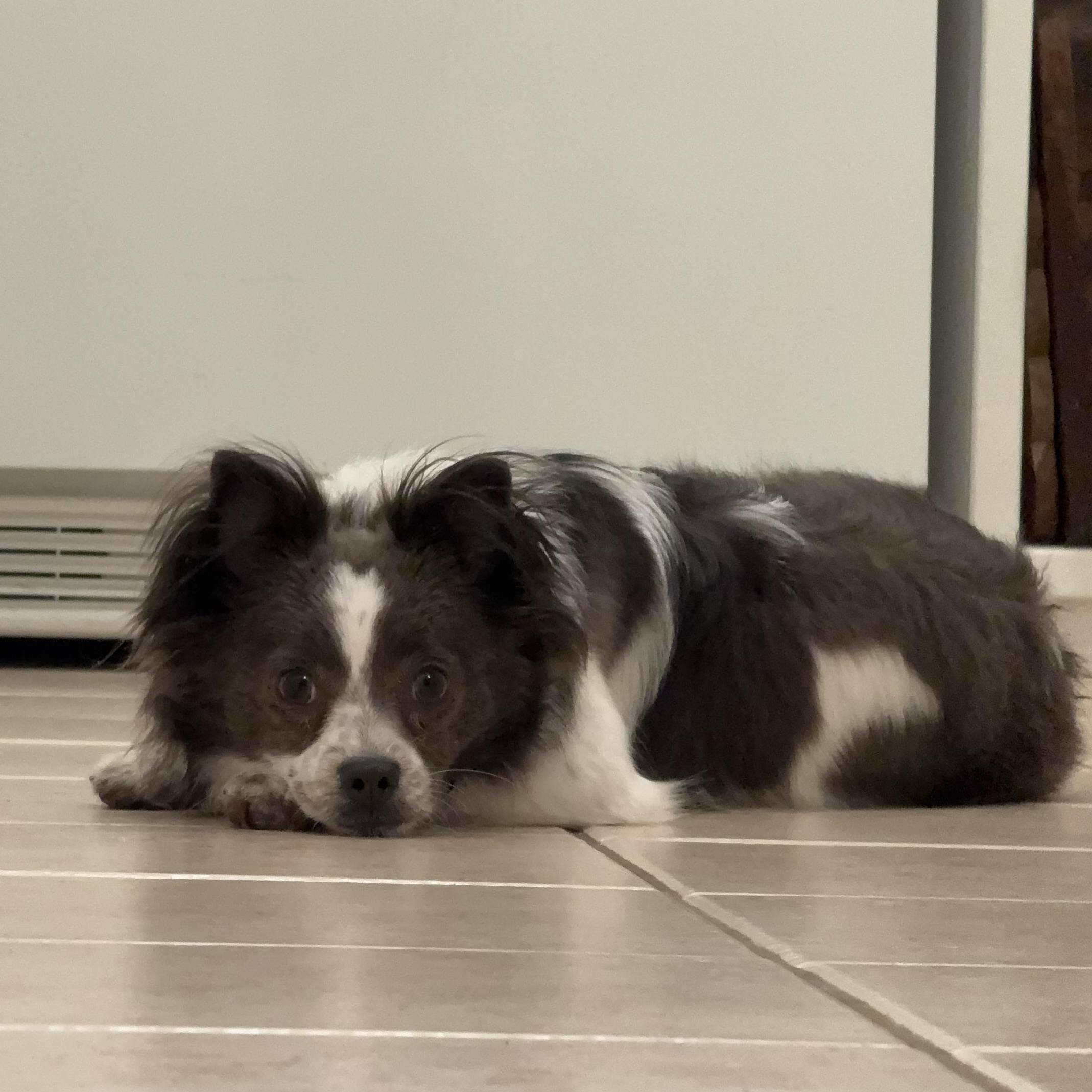 Enlarge Kendall, a Adopted mixed breed in Texarkana, TX image 2/6