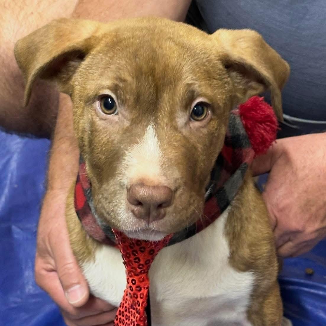 Enlarge Milo, a ADOPTABLE mixed breed in Lubbock, TX image 1/1