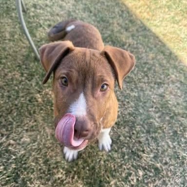 Enlarge Milo, a ADOPTABLE mixed breed in Lubbock, TX image 4/5