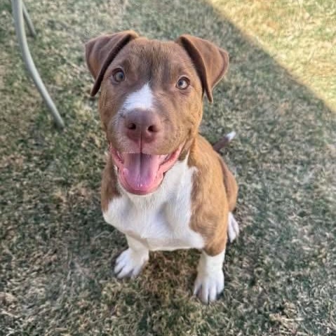 Milo, ADOPTABLE, Young Male Labrador Retriever.